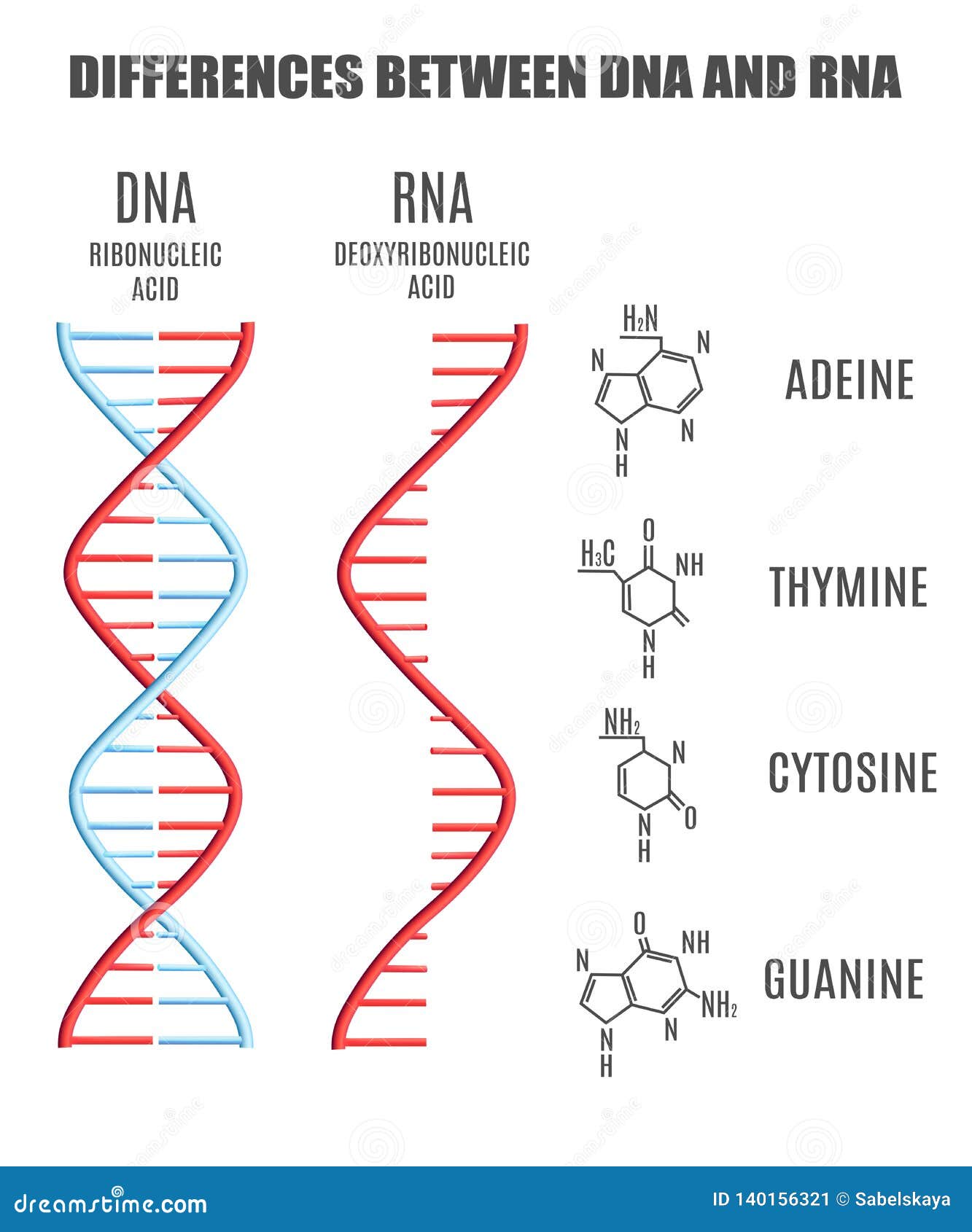 Vector Dna Molecule Helix Spiral Genetic Code Stock Vector Illustration Of Life Adeine Vector Dna Molecule Helix Spiral Genetic Code Stock Vector Illustration Of Life Adeine