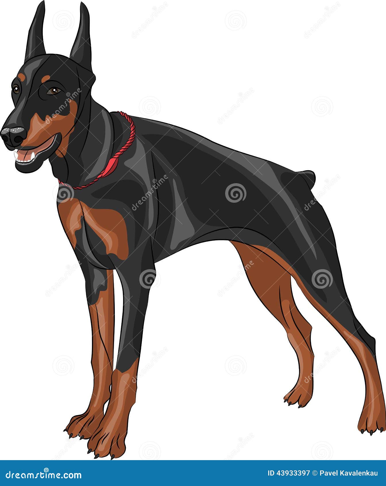 Vector doberman pinscher stock vector. Illustration of snarling 43933397
