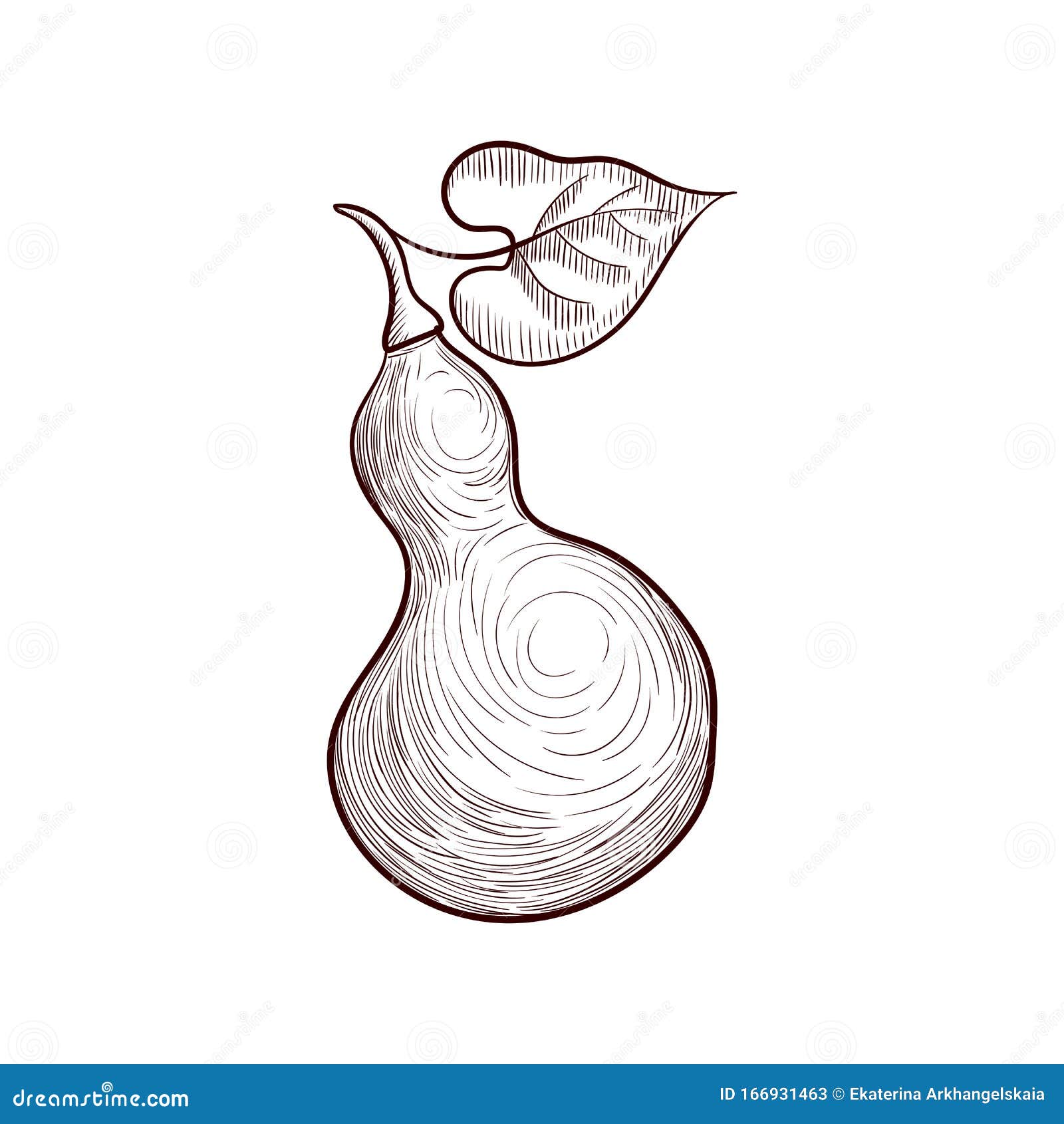 Vector Drawing Bottle Gourd Stock Vector Illustration of food, floral