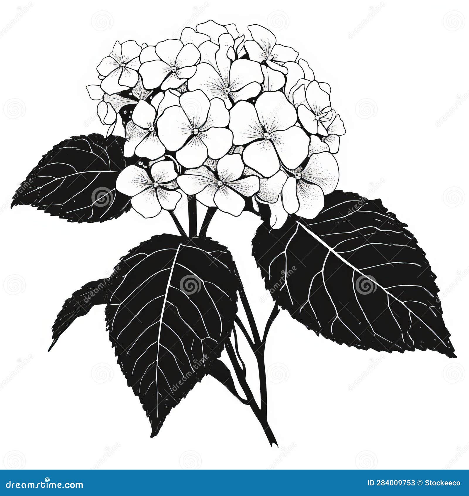 hydrangea silhouette : black and white botanical drawing