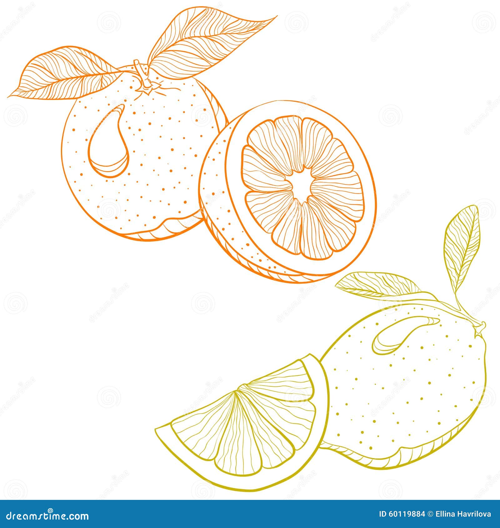  drawing of citrus fruits - orange and lemon