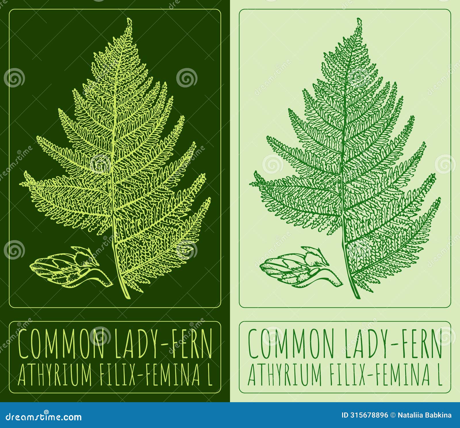  drawing common lady-fern. hand drawn . the latin name is athyrium filix-femina l