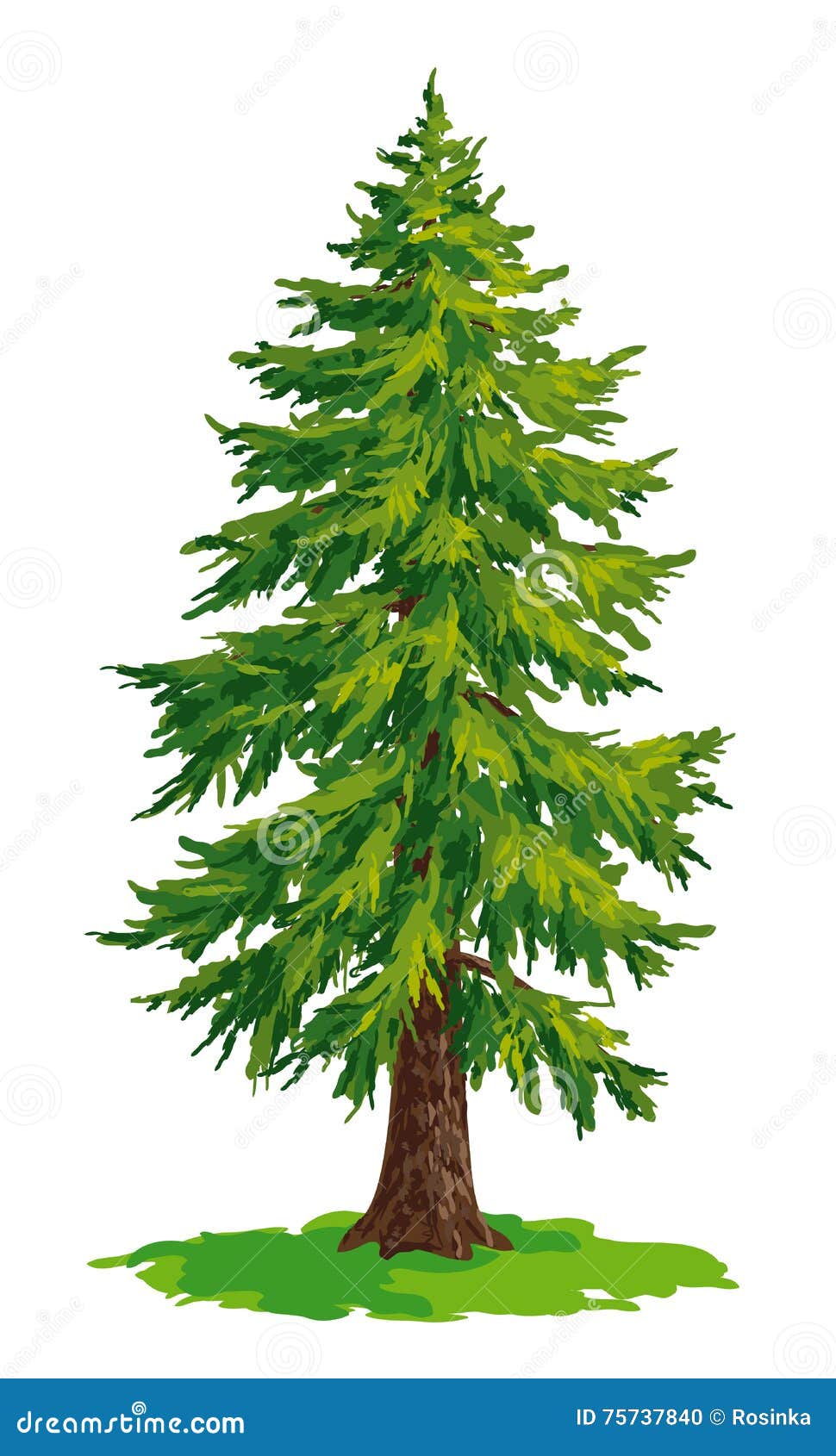 Vector drawing of fir tree stock vector. Illustration of straight