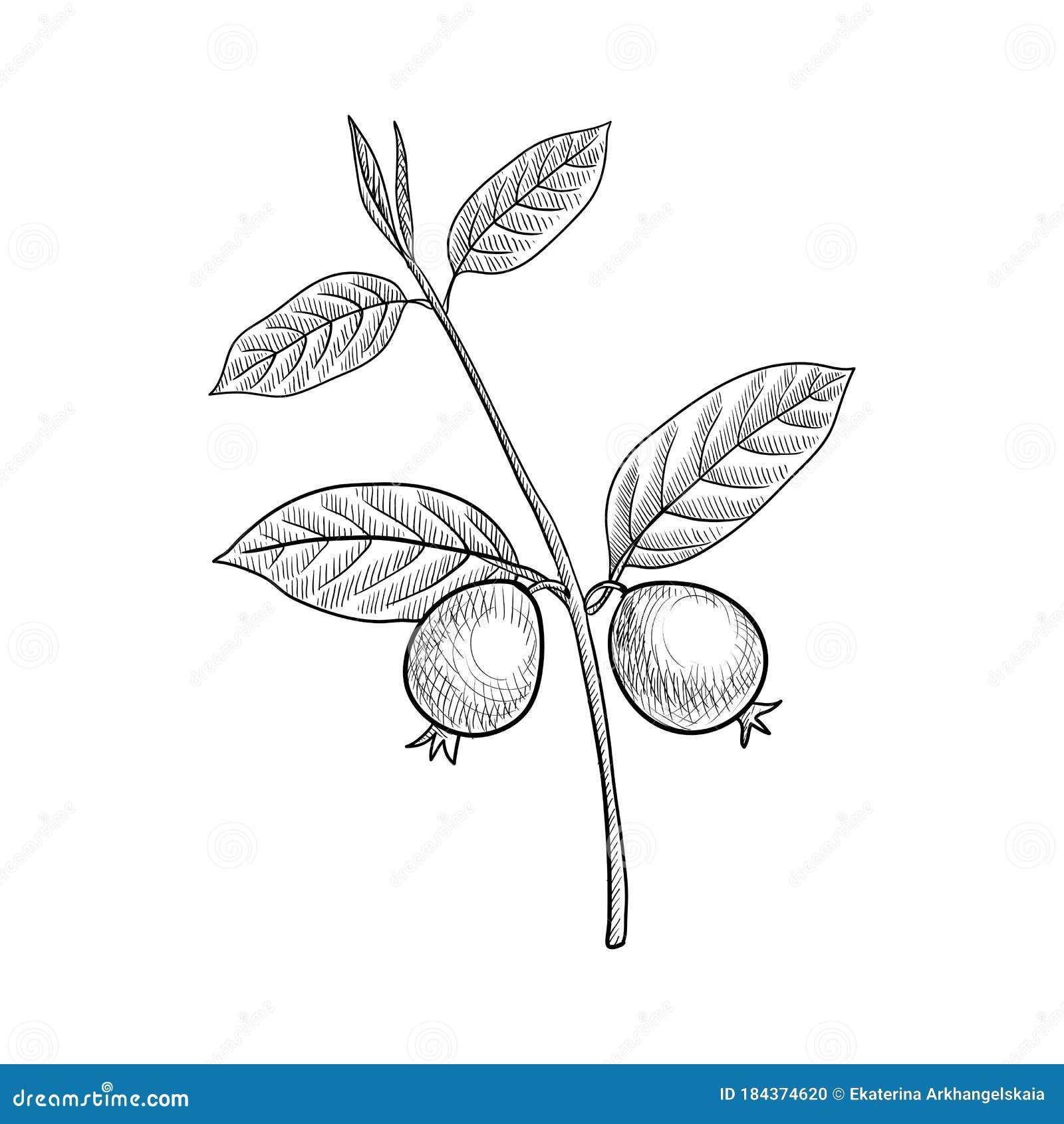 Featured image of post Guava Tree Sketch I frickin am this tree right now guys