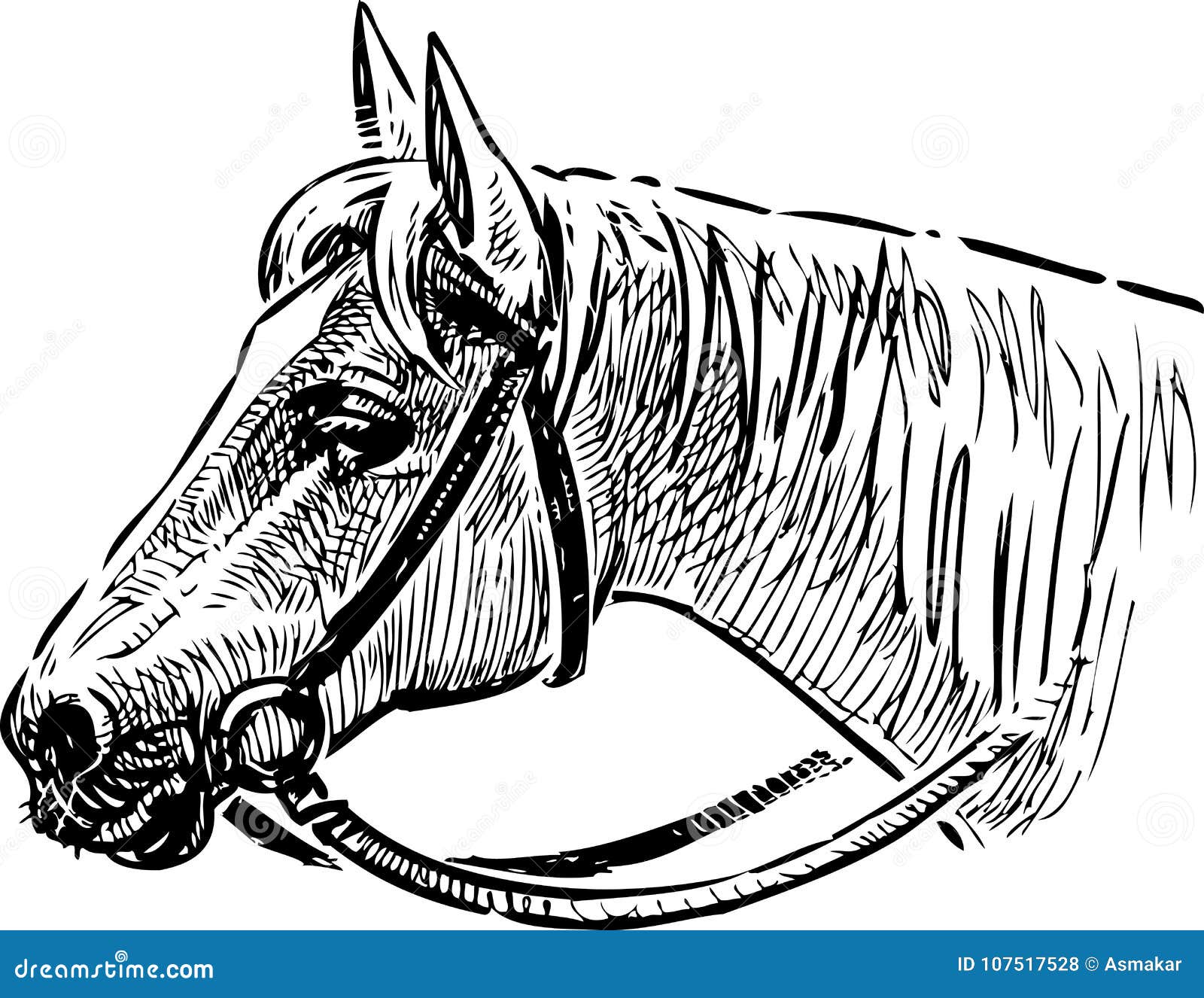 Head of a Horse in a Bridle Stock Vector Illustration of snout, horse