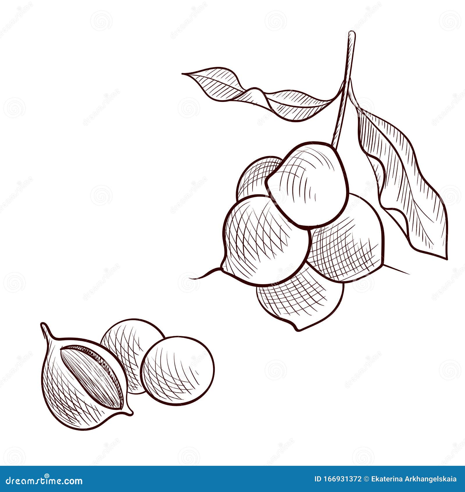 Vector Drawing Macadamia Nuts Stock Vector Illustration of natural