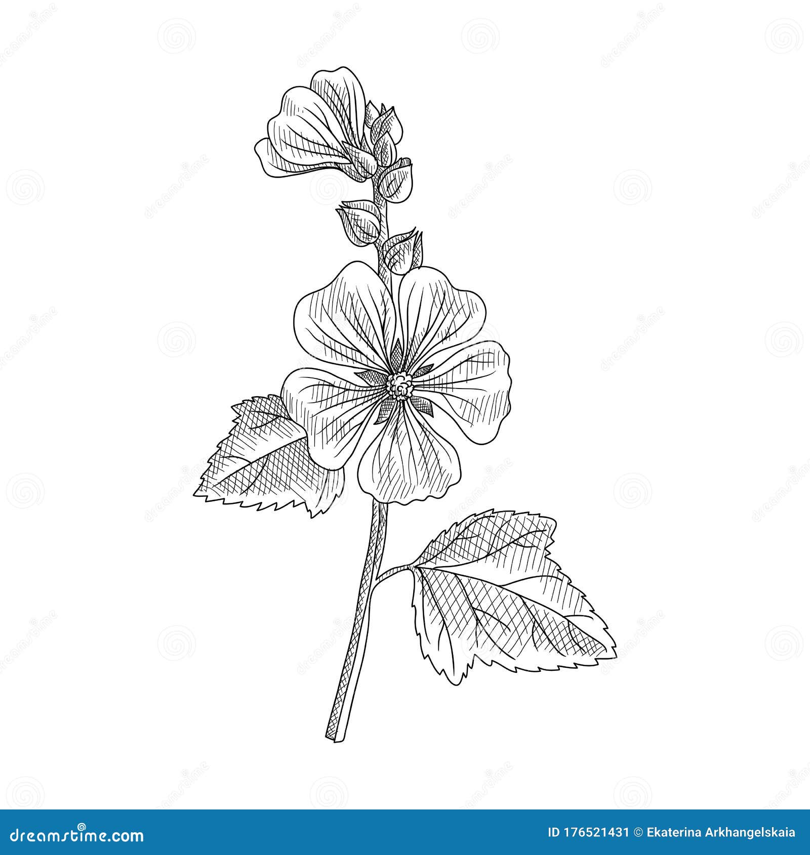 Vector Drawing Marshmallow Stock Vector Illustration of phytotherapy