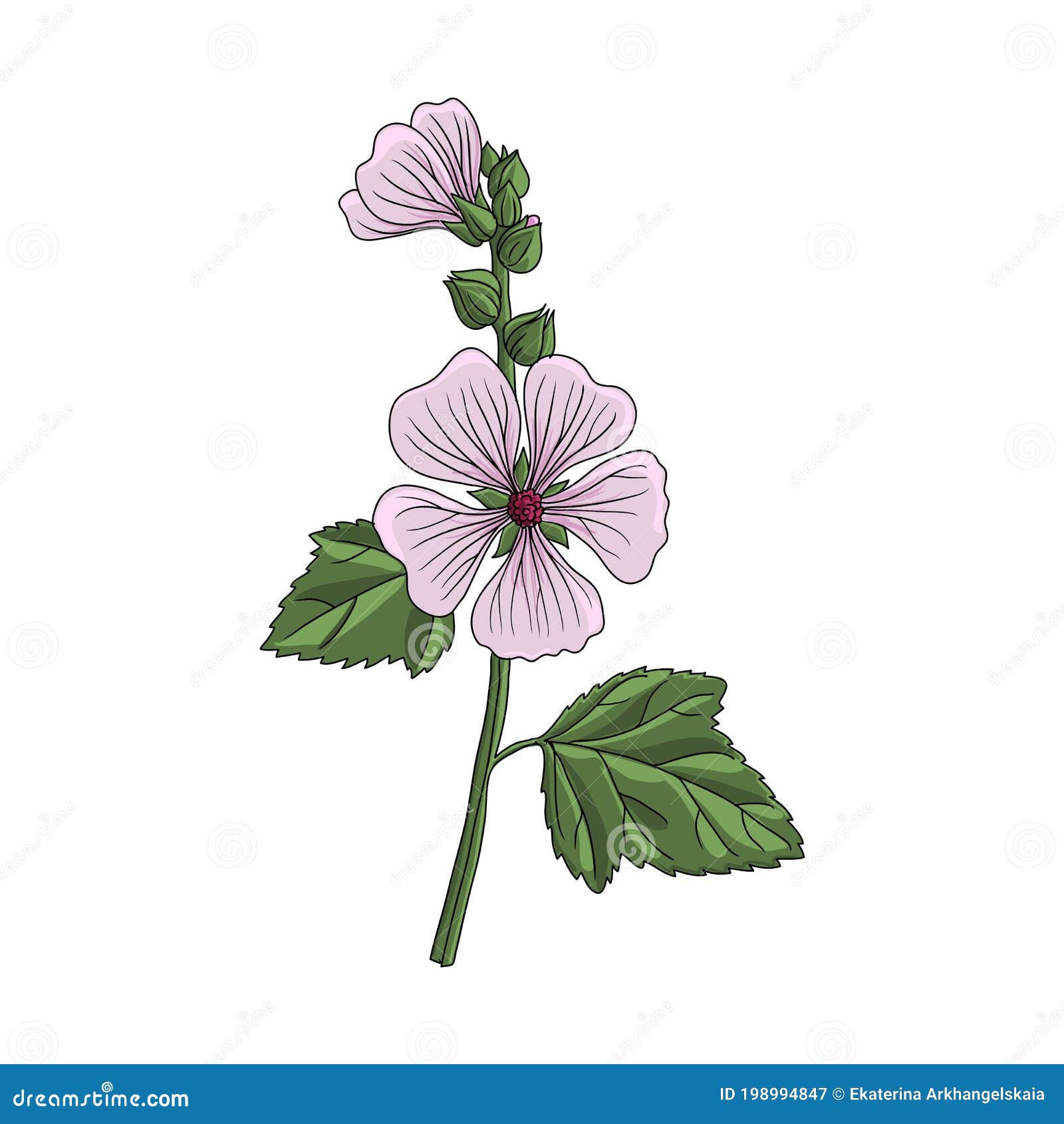 Vector Drawing Marshmallow Stock Vector Illustration of natural