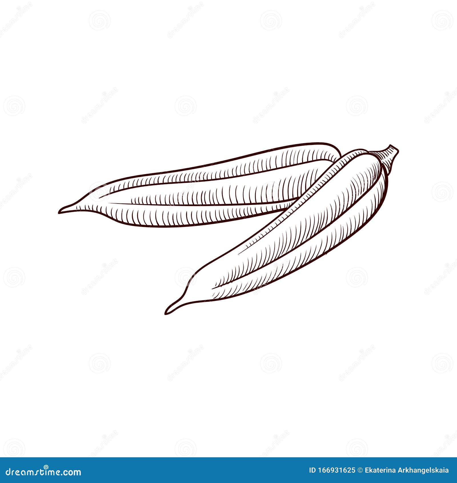 Vector drawing okra stock vector. Illustration of bamia 166931625