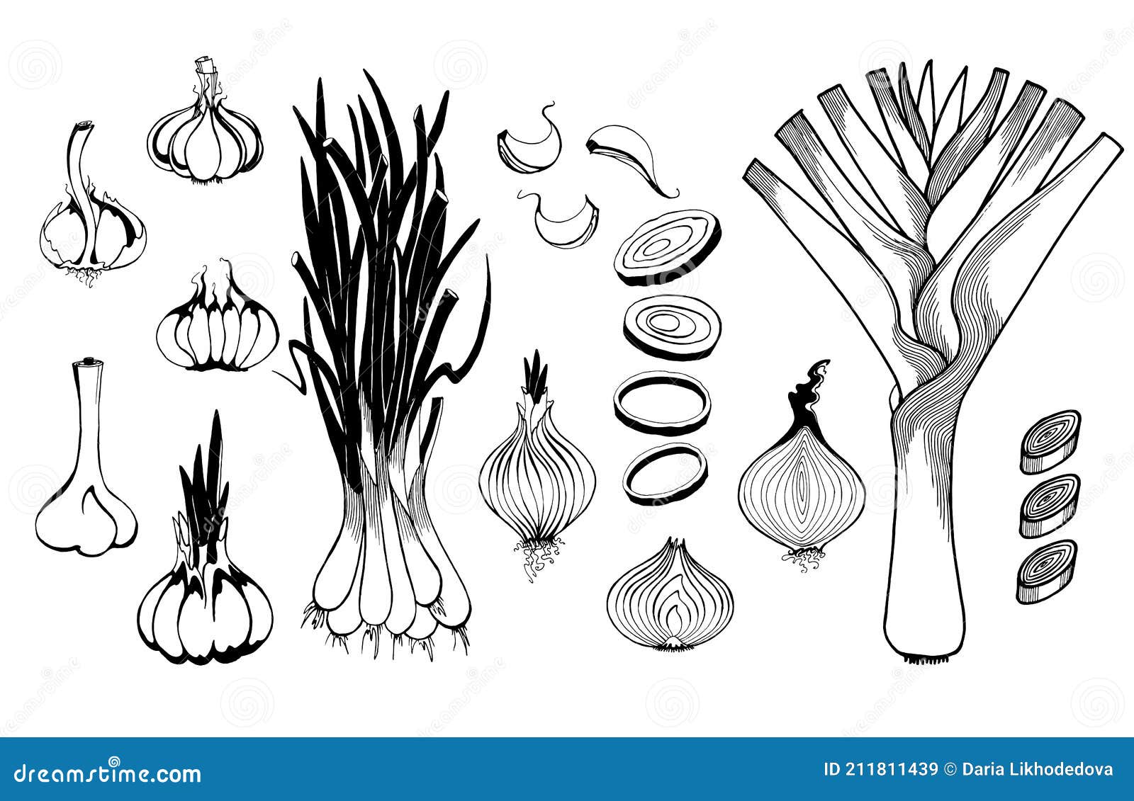 Whole onion bulb, vegetable root isolated sketch. Vector raw unpeeled  veggie with green leaves:: tasmeemME.com