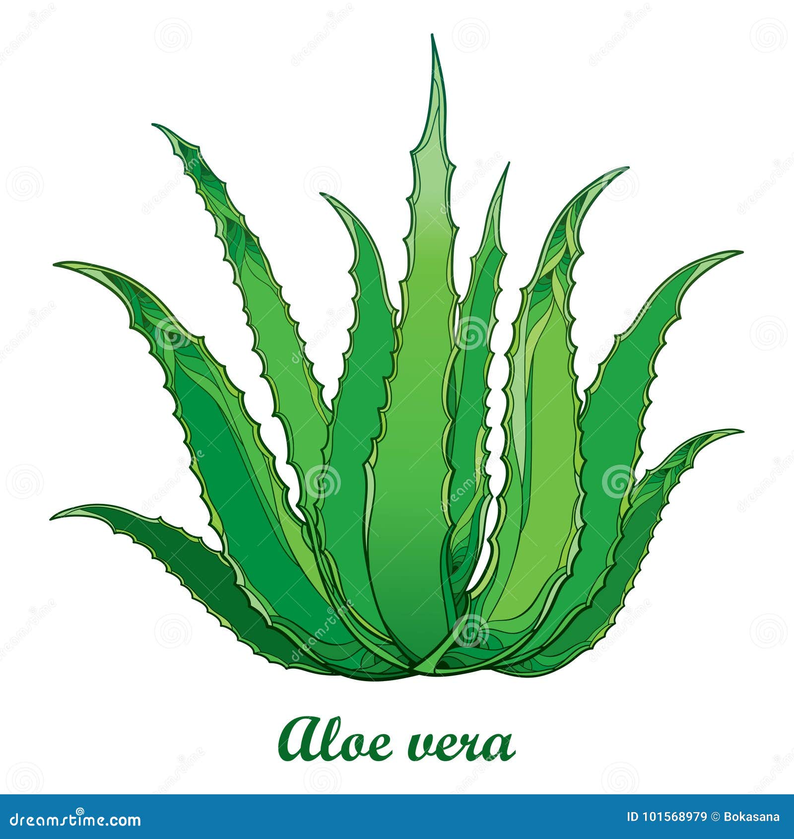 Vector Drawing Of Outline Aloe Vera Or True Aloe Plant