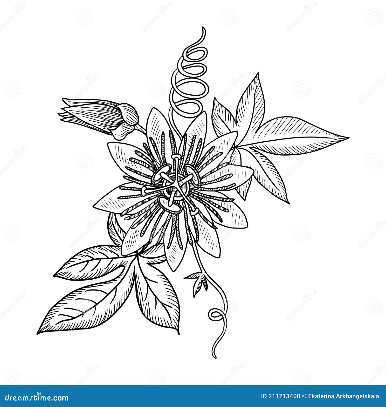 Passion Flower Or Passiflora Caerulea, Vintage Engraving Vector