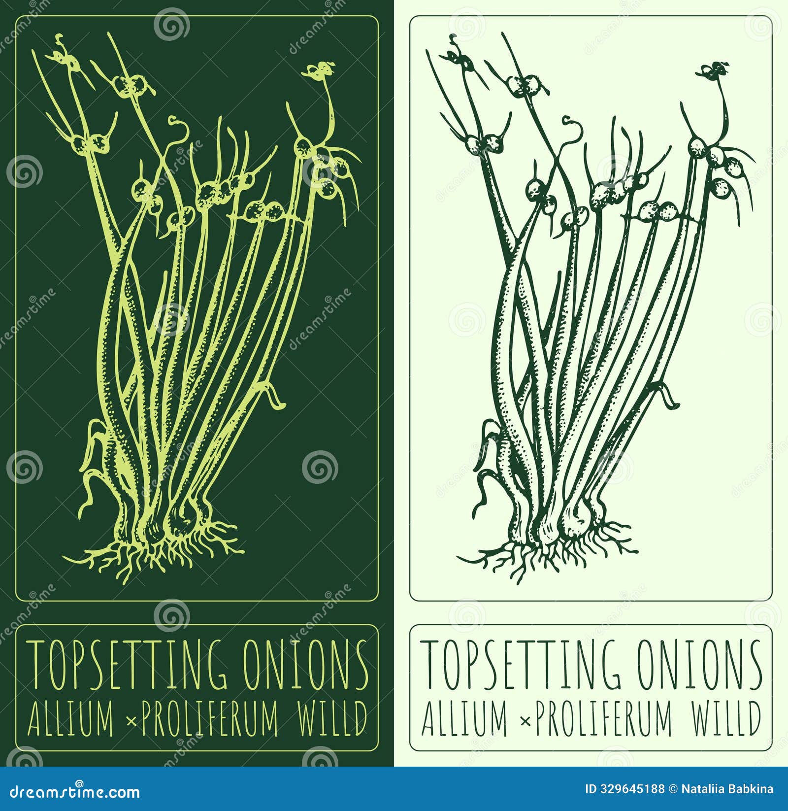  drawing topsetting onions. hand drawn . latin name is allium proliferum willd