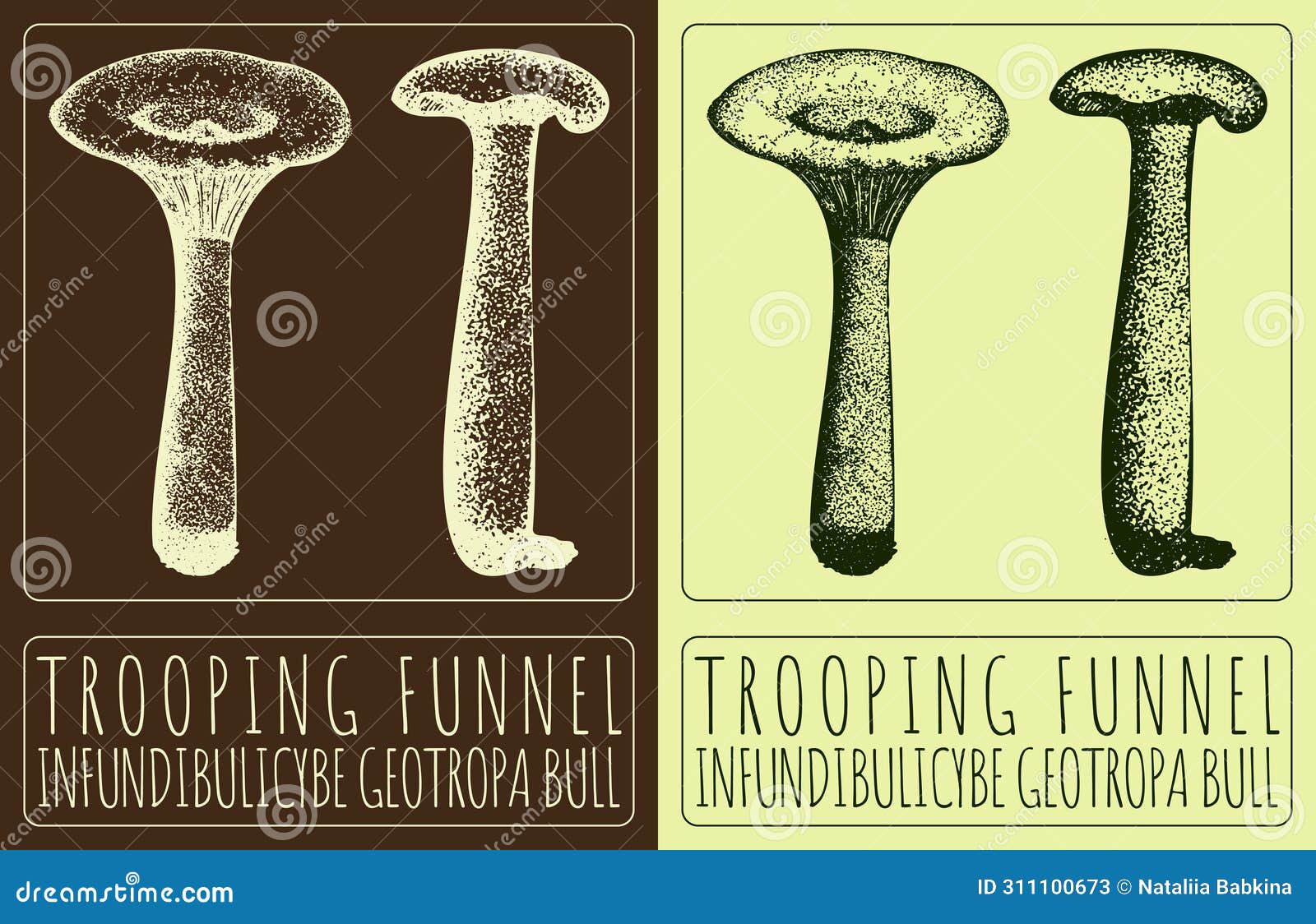  drawing trooping funnel. hand drawn . the latin name is infundibulicybe geotropa bull