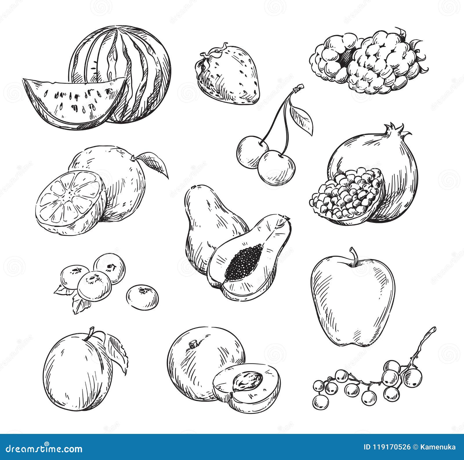 Vector Drawing of Various Fruits Stock Vector - Illustration of ...