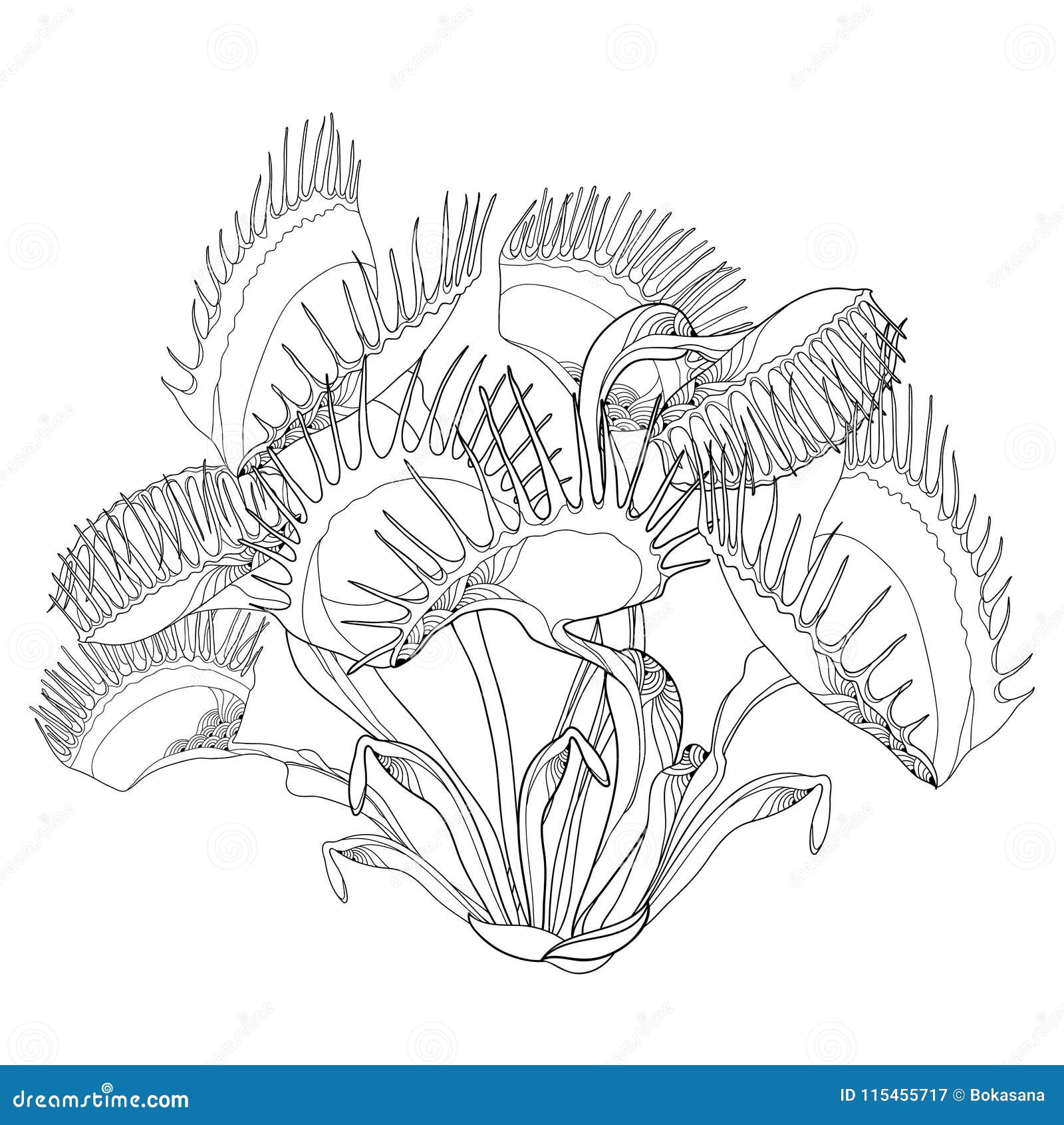  drawing of venus flytrap or dionaea muscipula with open and close trap in black  on white background.