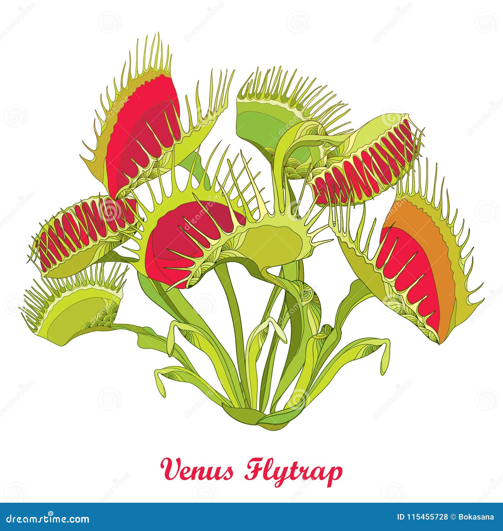  drawing of venus flytrap or dionaea muscipula with open and close trap in red and green  on white background.