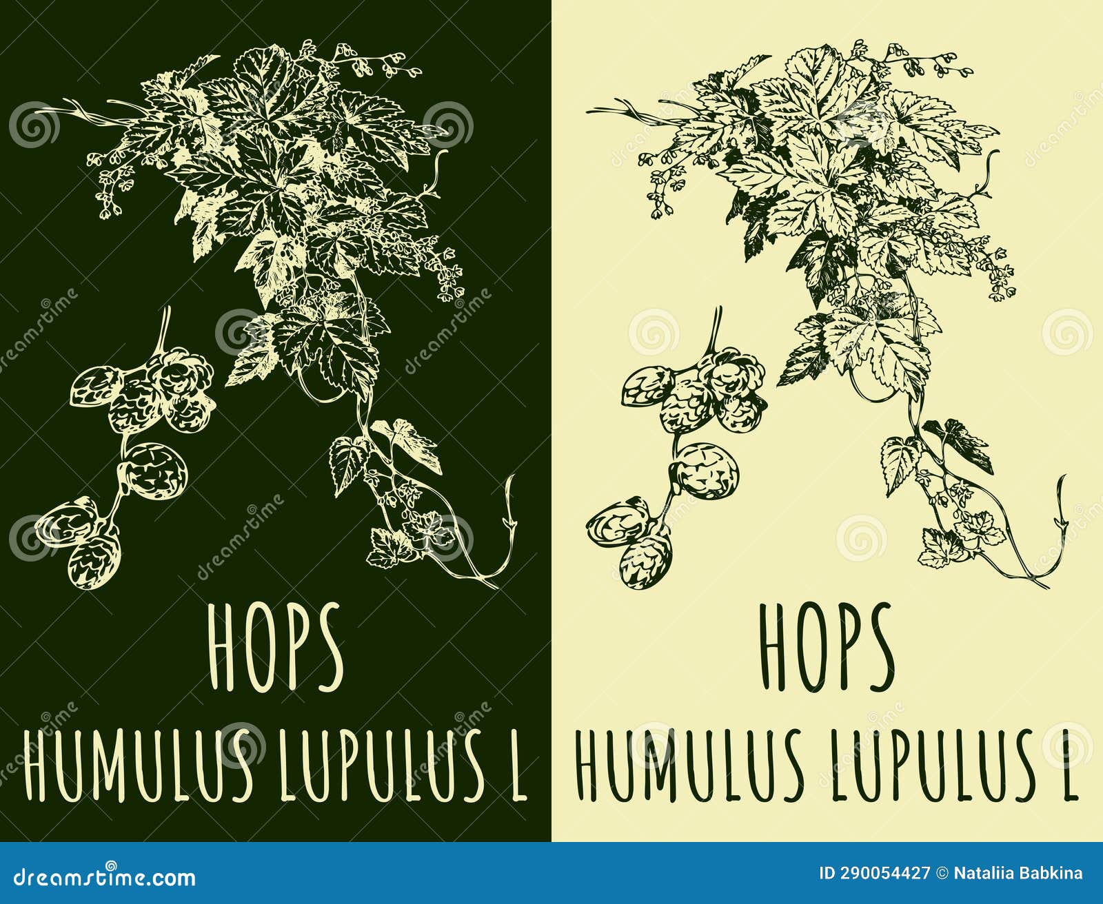 Vector Drawings HOPS Hand Drawn Illustration Stock Illustration