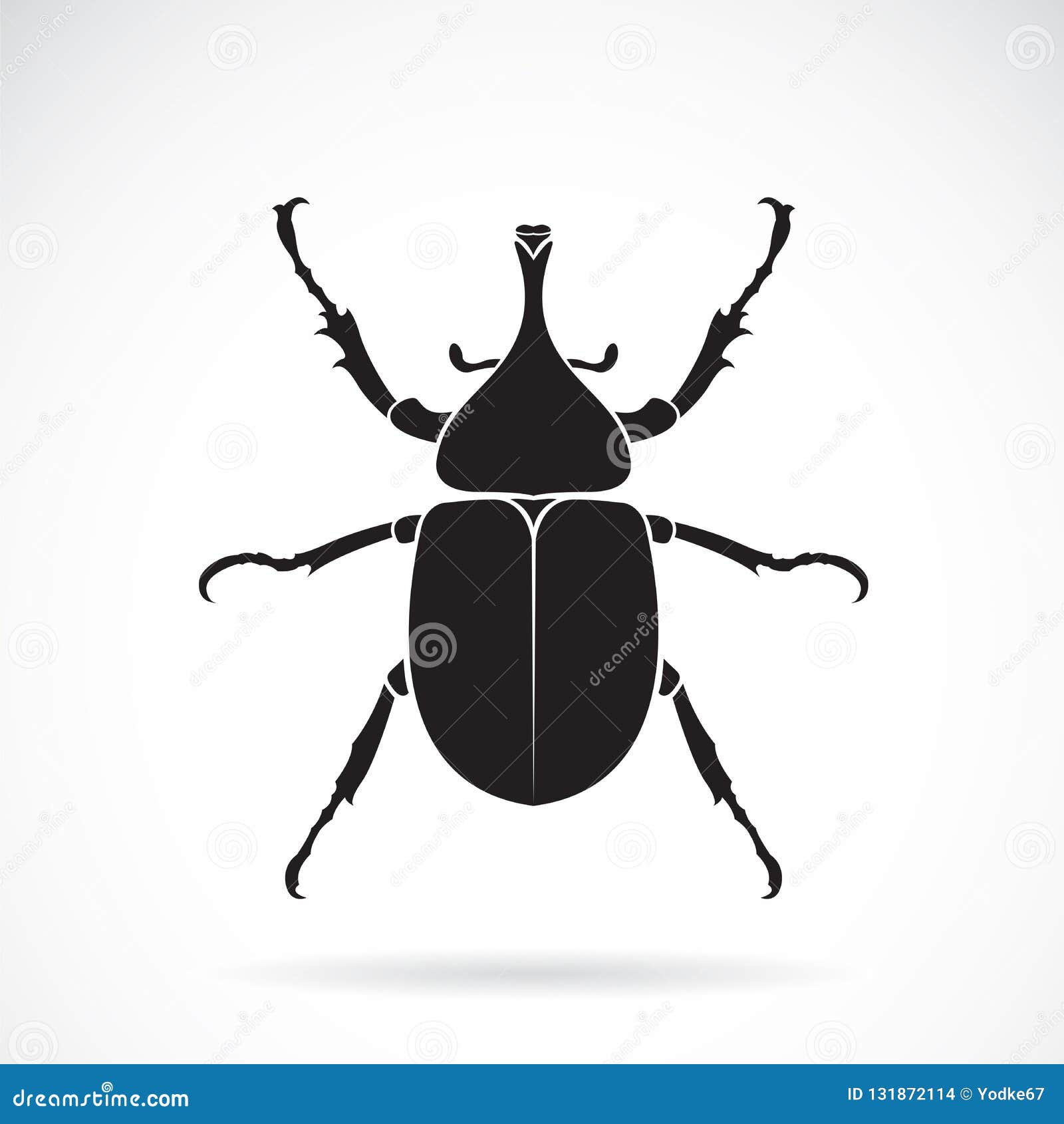  of dynastinae on a white background. insect. animal.
