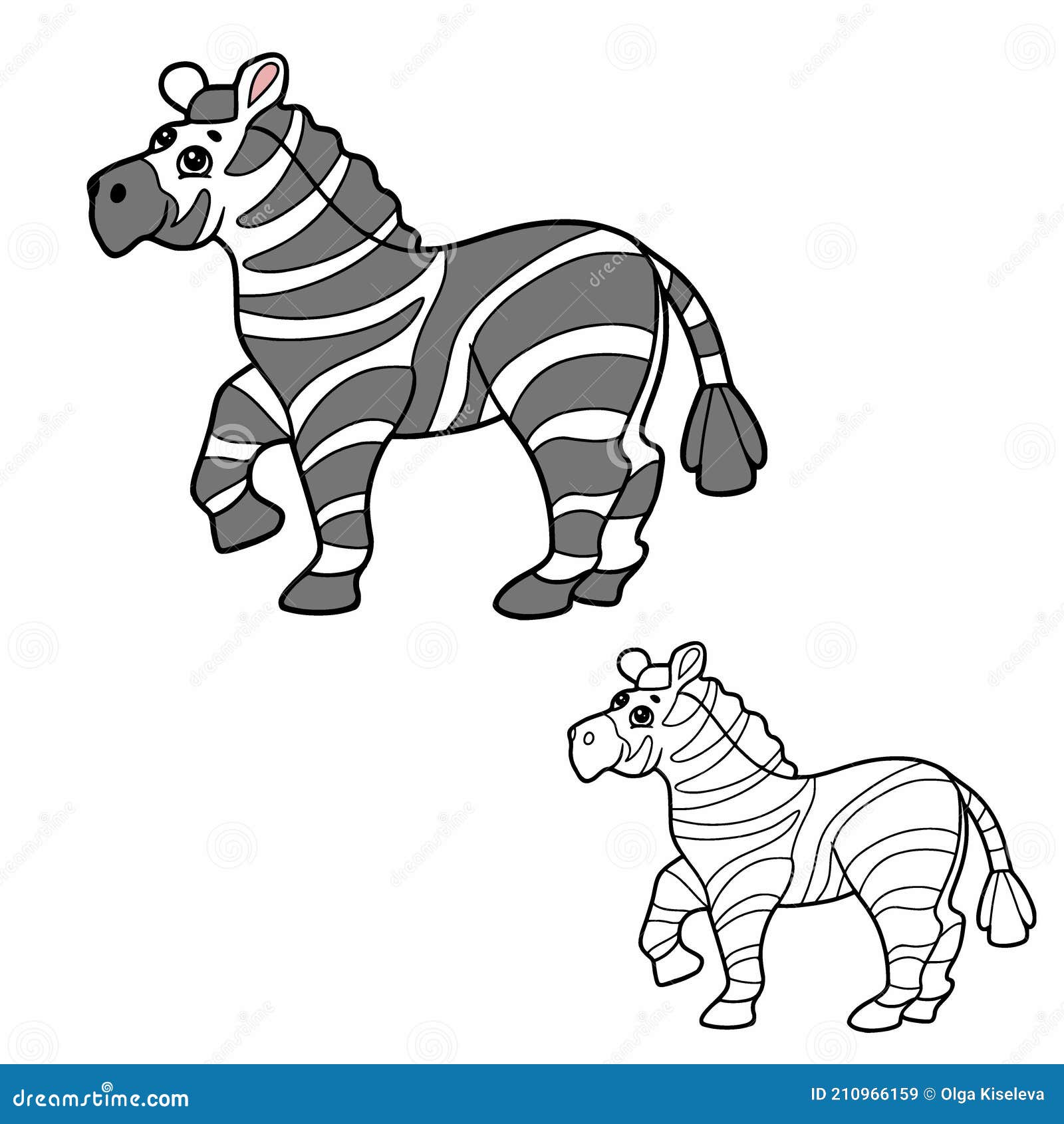   of coloring book for chidlren.  outline cartoon zebra on the white background.