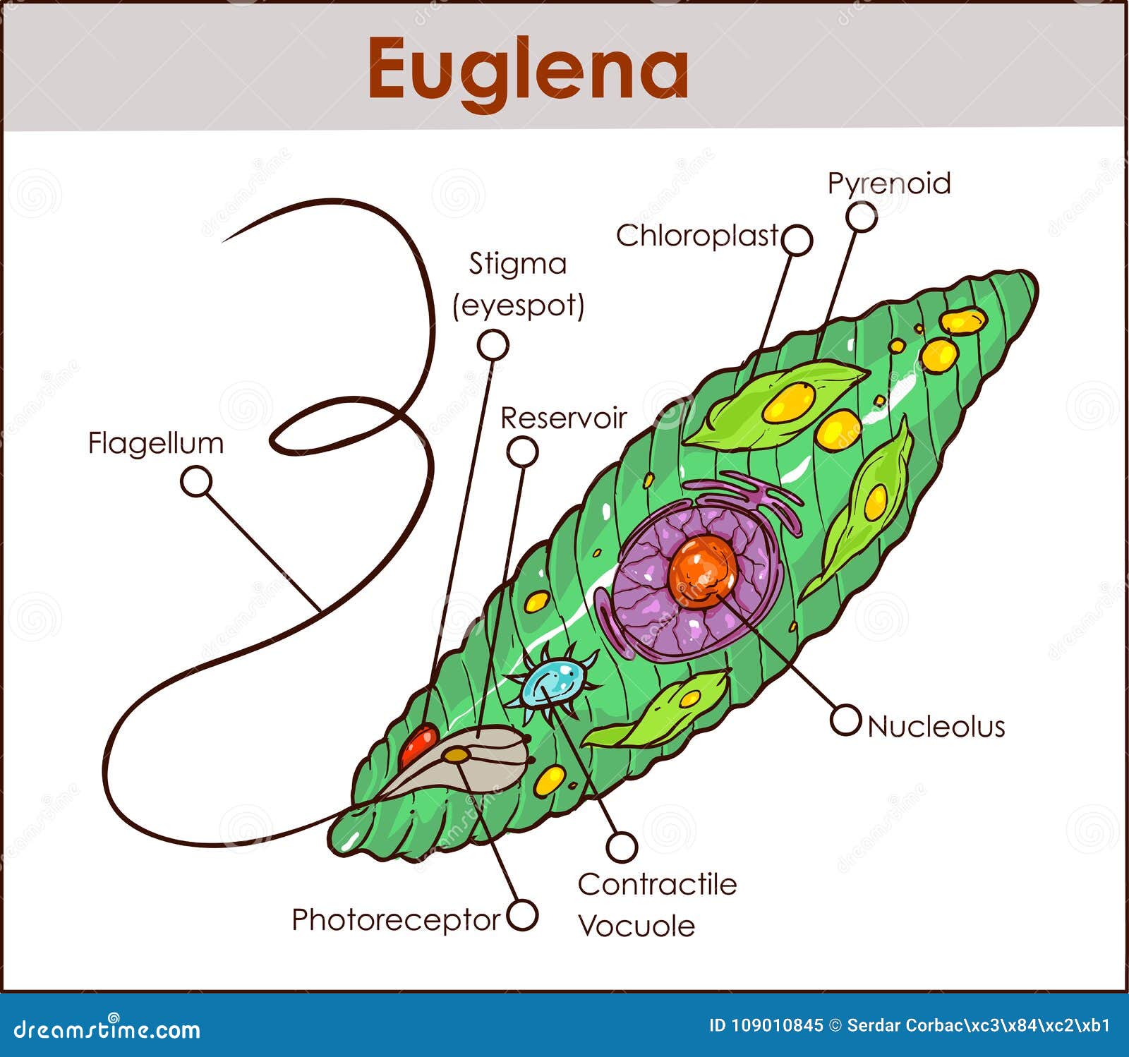 Vector Euglena Cross Section Diagram Representative Protists Euglenoid Plant Like and Animal Like Microscopic Creature with All C Stock Vector - Illustration of creature, diagram: 109010845 Vector Euglena Cross Section Diagram Representative Protists Euglenoid Plant Like and Animal Like Microscopic Creature with All C Stock Vector - Illustration of creature, diagram: 109010845