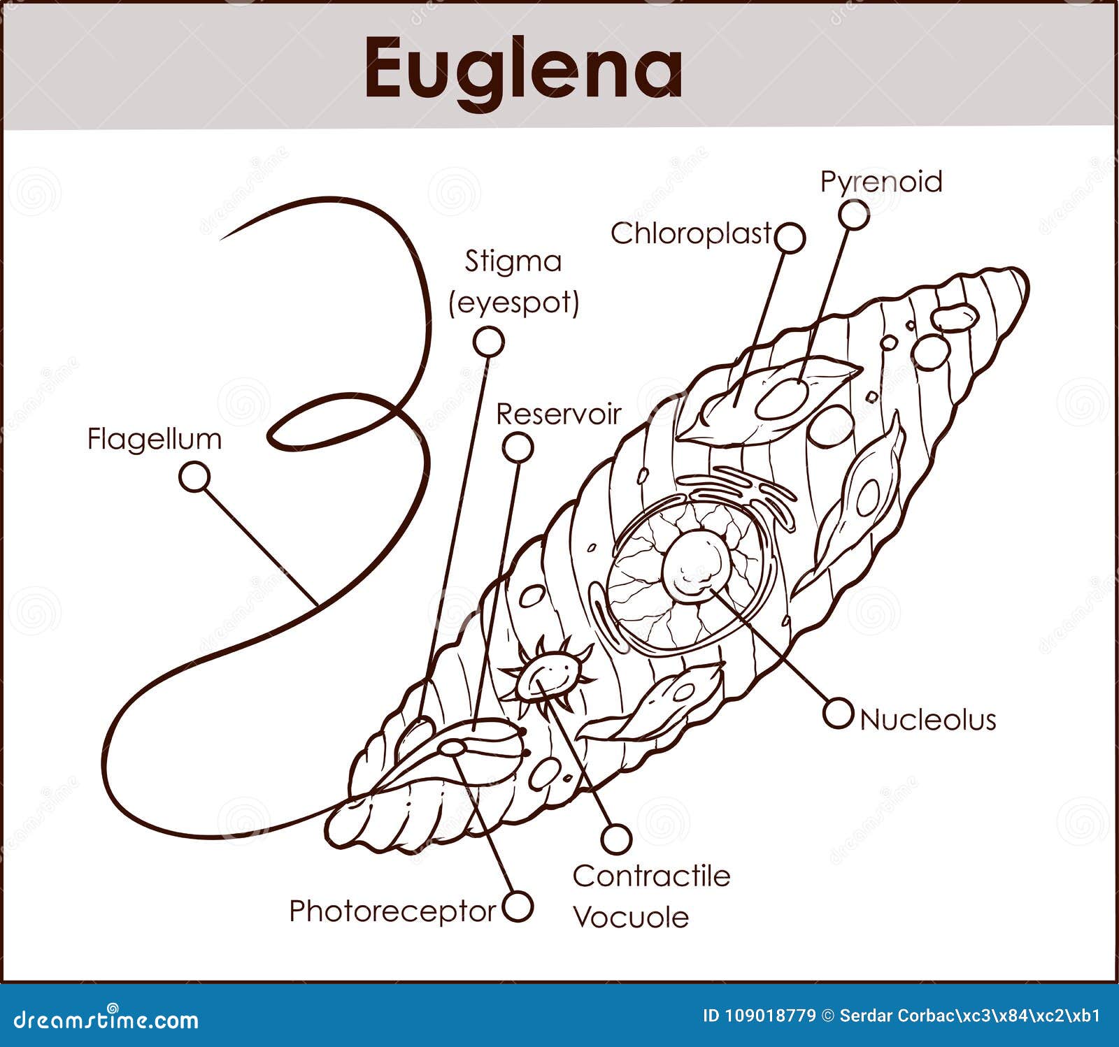  euglena cross section diagram representative protists euglenoid plant like and animal like microscopic creature with all c