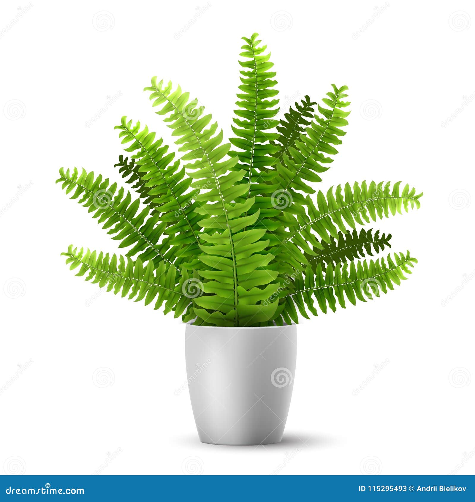  fern in a pot