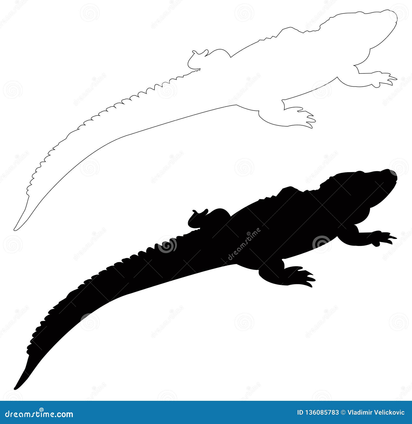 alligator silhouette - crocodilian in the genus alligator of the family alligatoridae