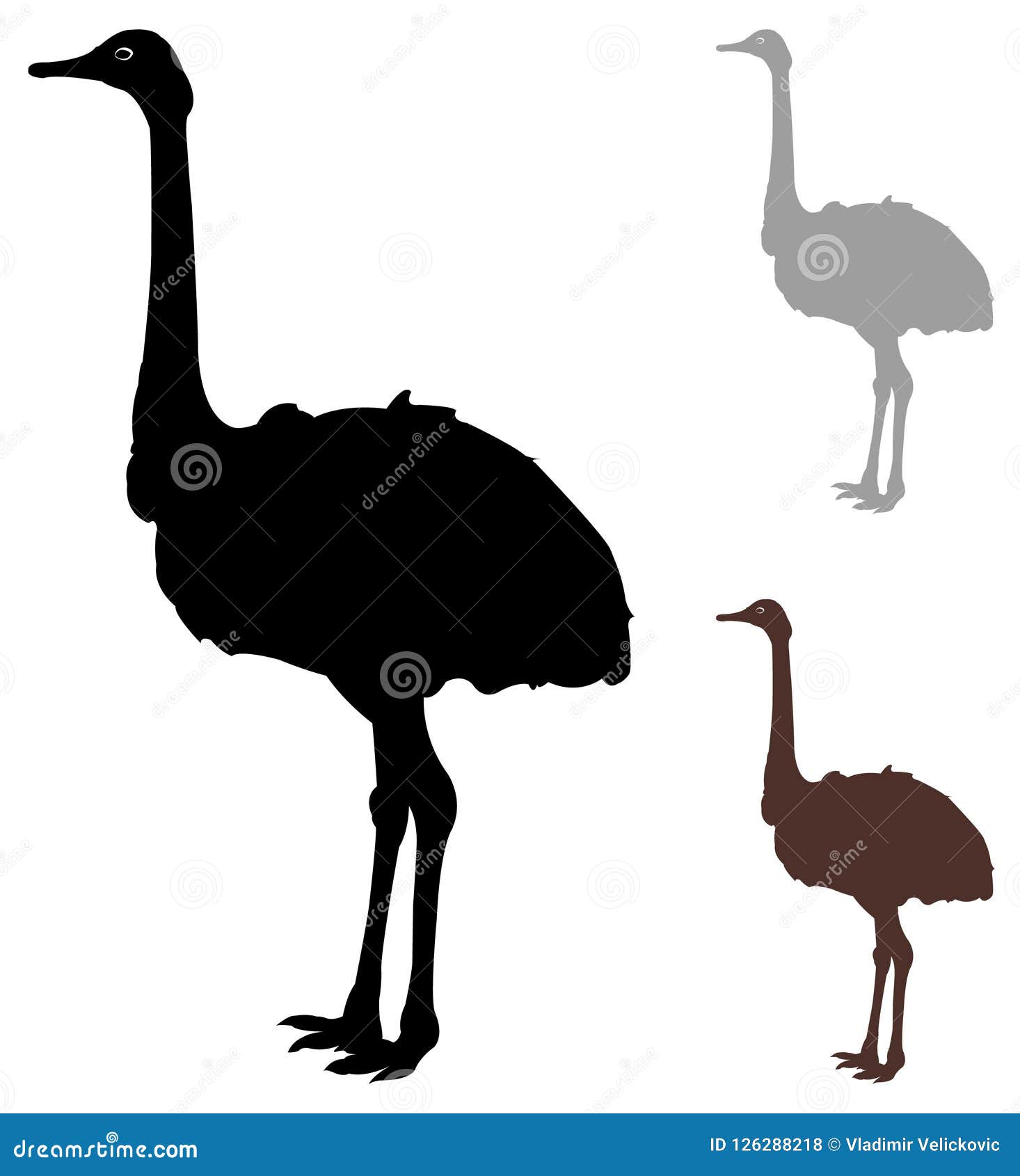 Download Ostrich - bird silhouette stock vector. Illustration of ...