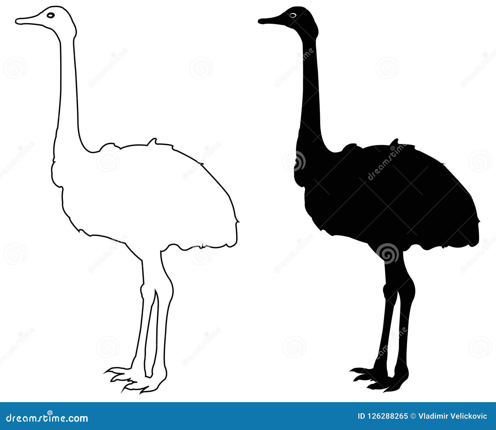 Download Ostrich - bird silhouette stock vector. Illustration of ...