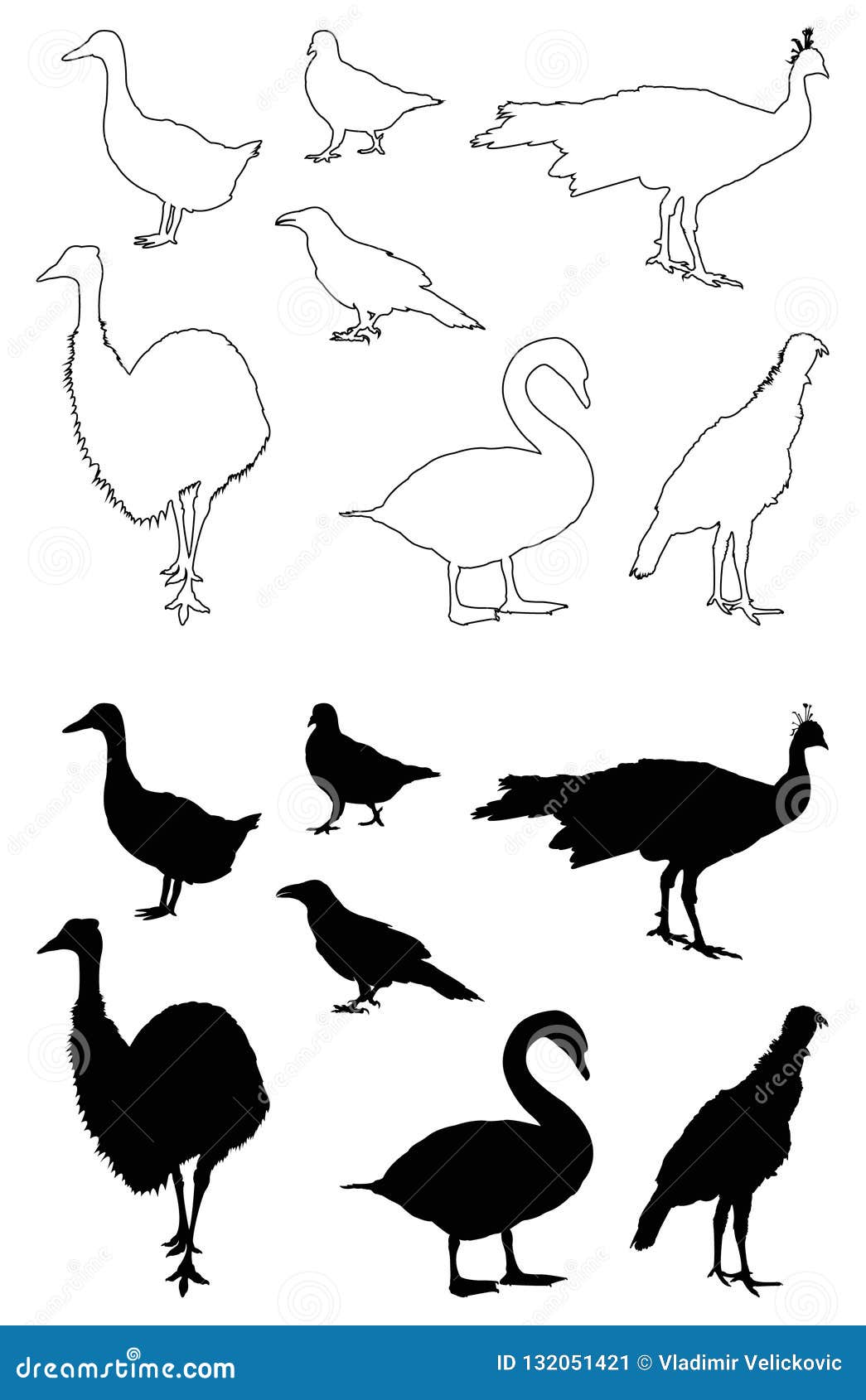 various birds silhouette - group of endothermic vertebrates, characterised by feathers, toothless beaked jaws, the laying of hard-