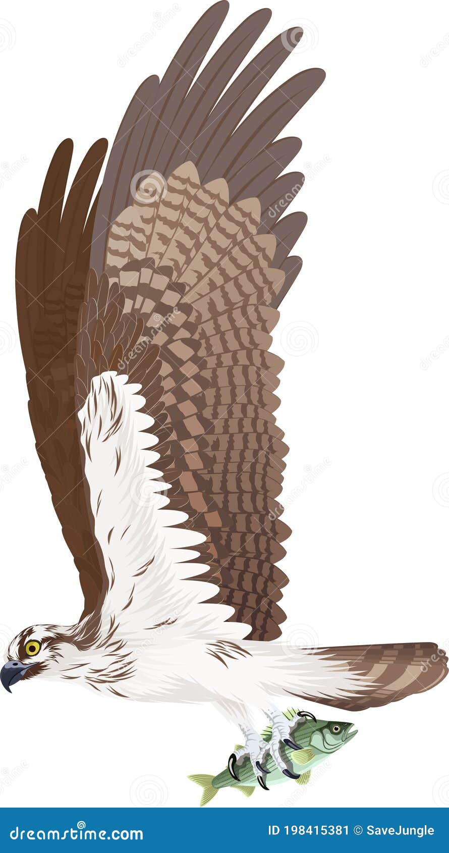 Fish Hawk Stock Illustrations – 537 Fish Hawk Stock Illustrations, Vectors  & Clipart - Dreamstime