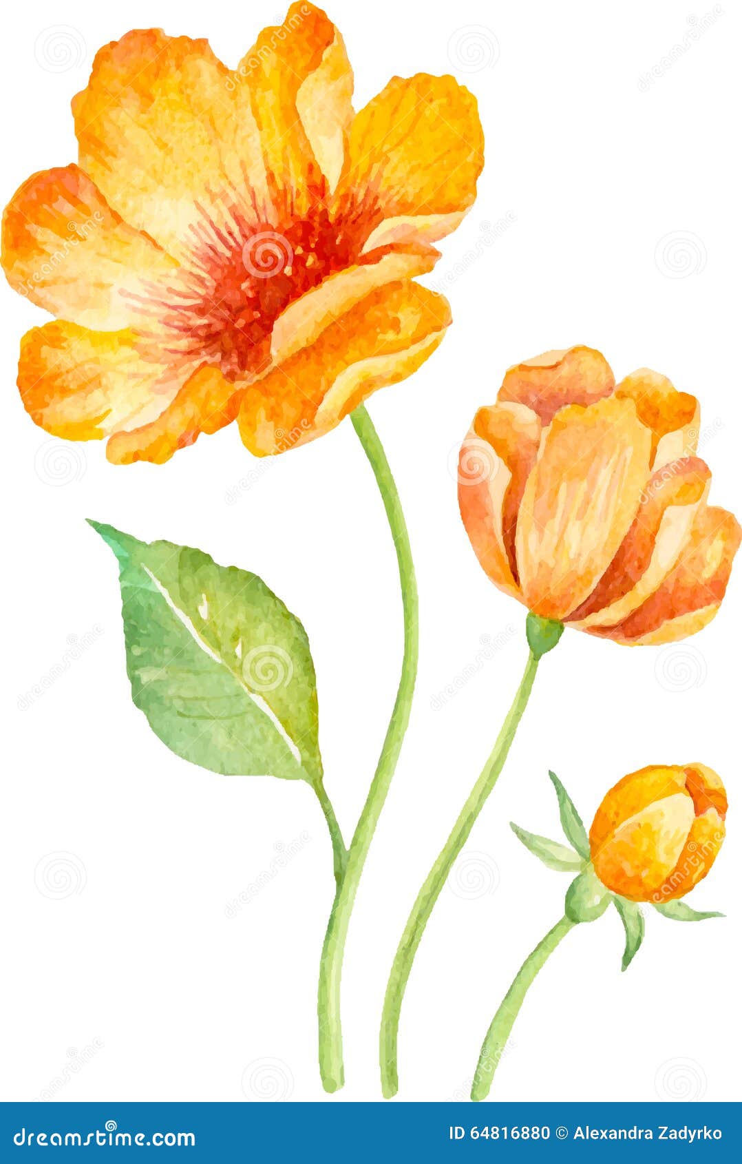 Vector Floral Collection of Yellow Flowers . Watercolor. Stock ...