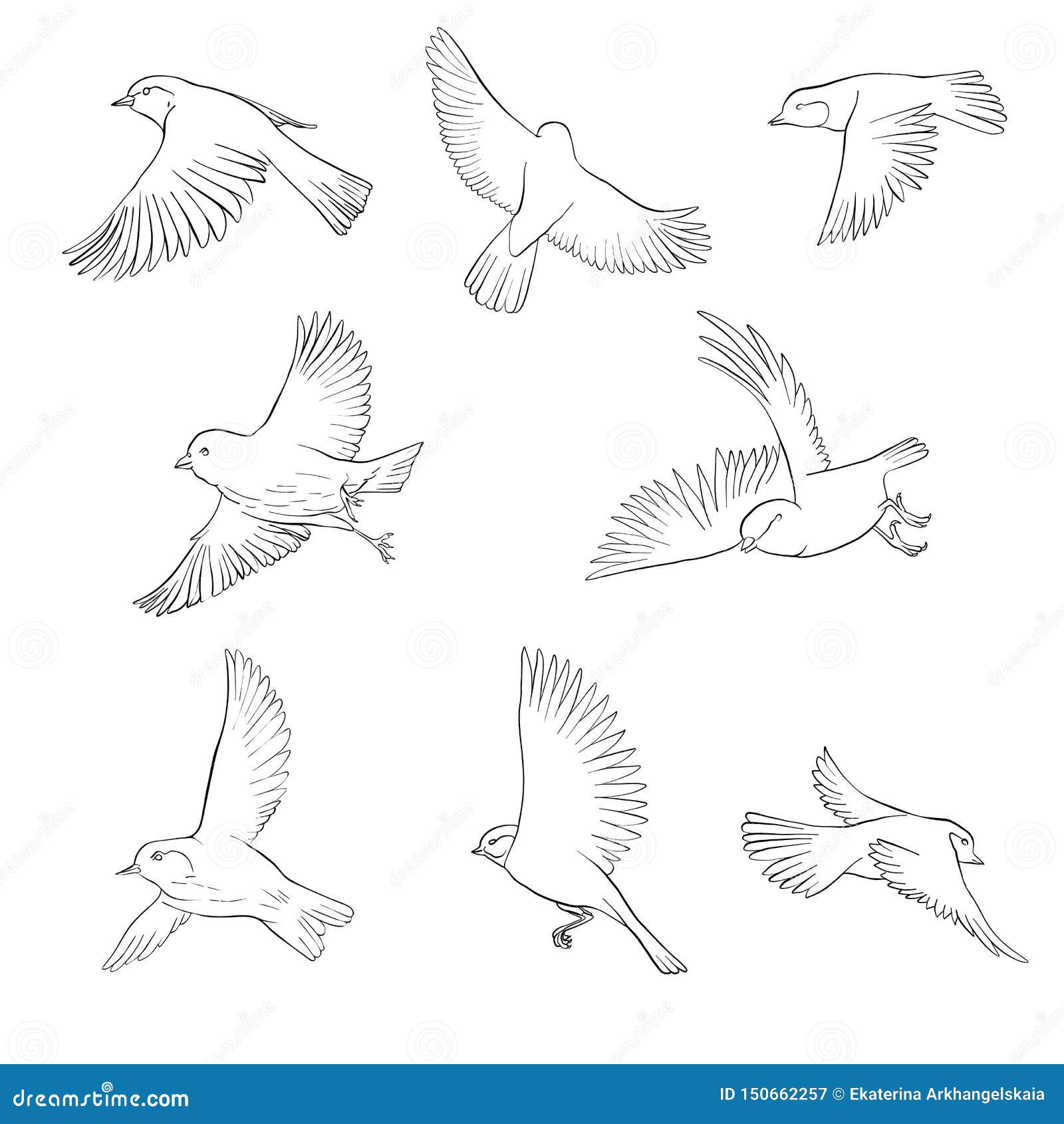 how to draw a pigeon and rose flowers with pencil sketch,how to draw birds  and flowers,bird drawing, - YouTube