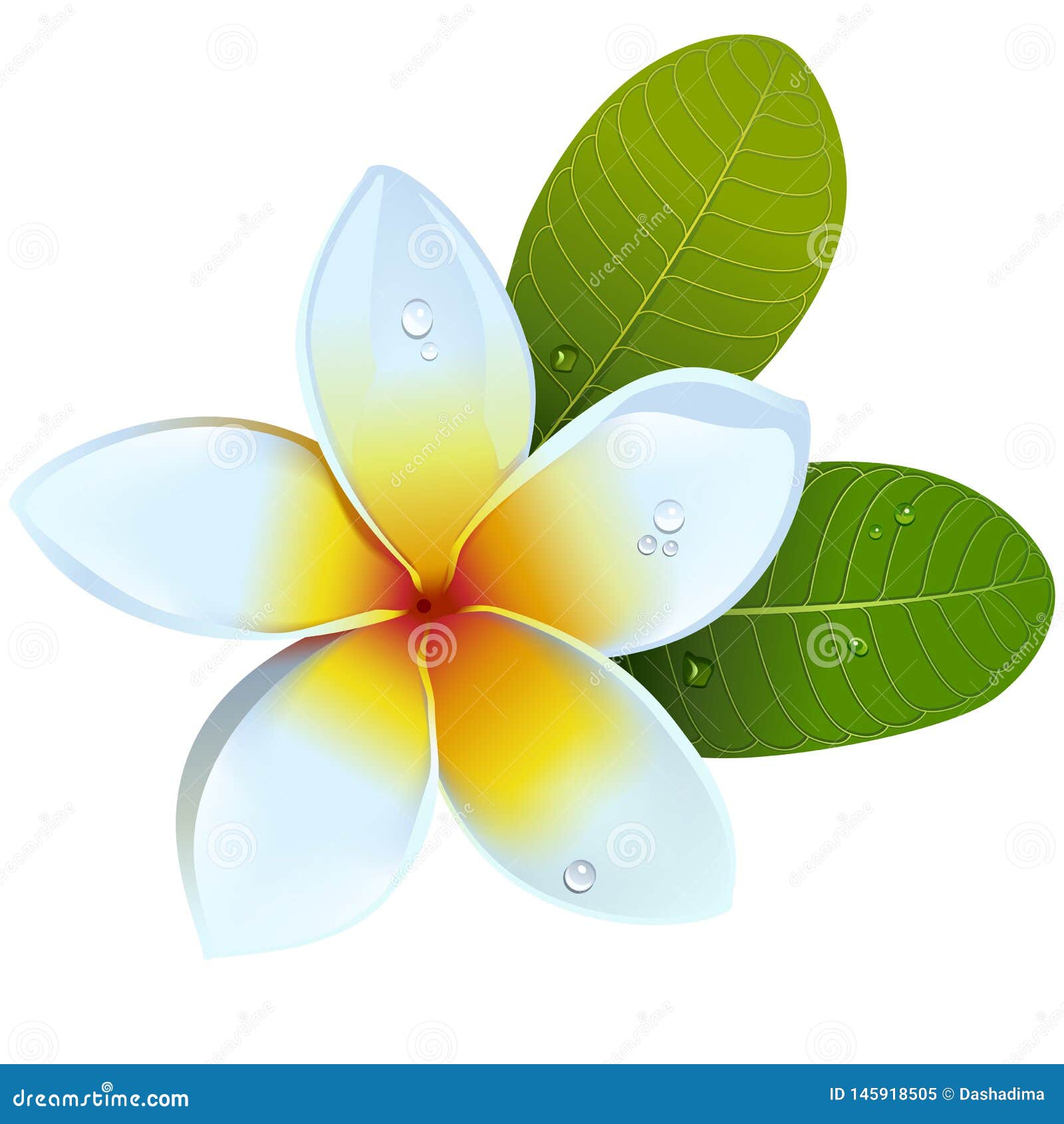 Vector Frangipani Flower stock vector. Illustration of leaves 145918505
