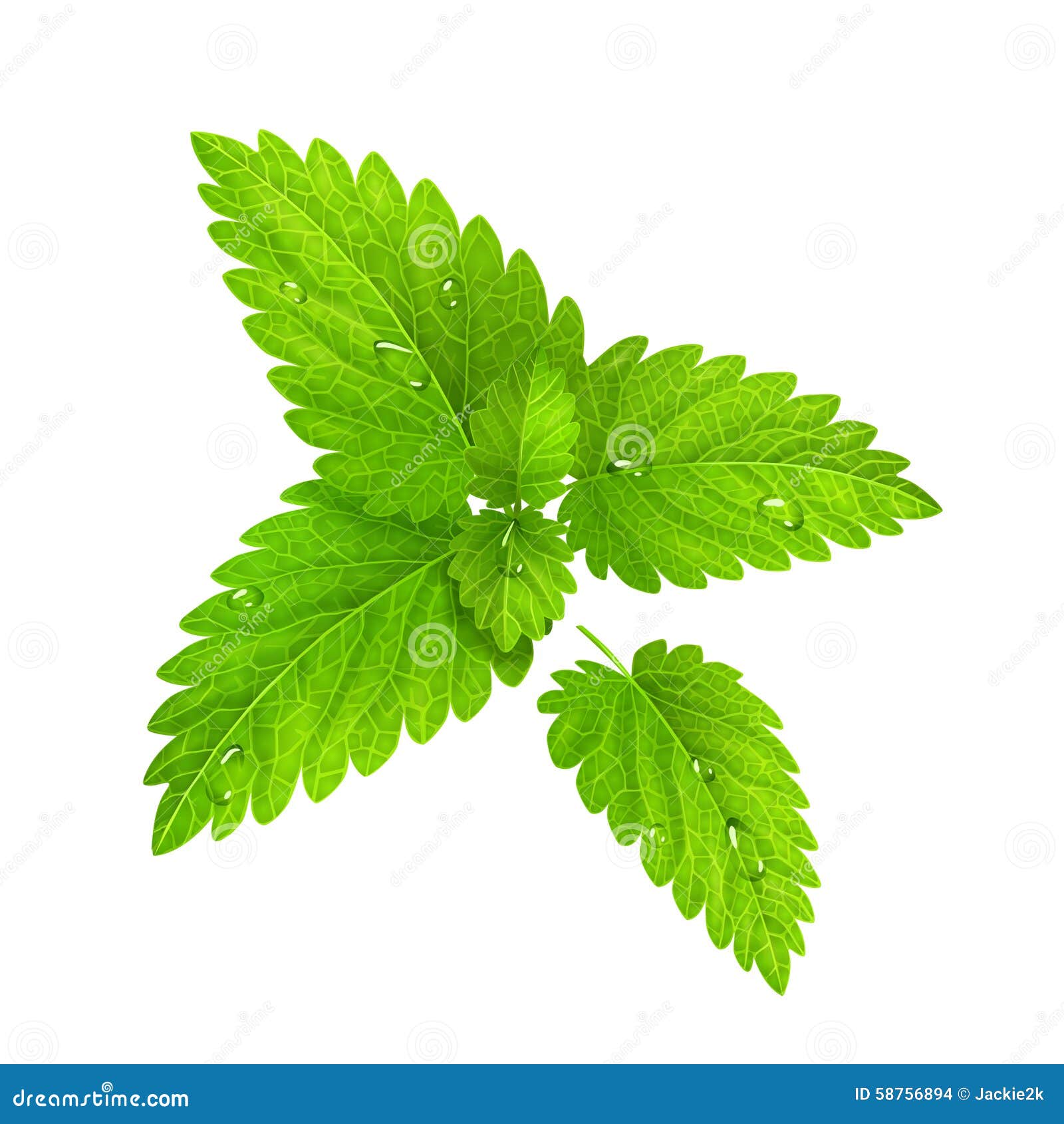 vector-fresh-mint-isolated-on-a-white-background-stock-vector