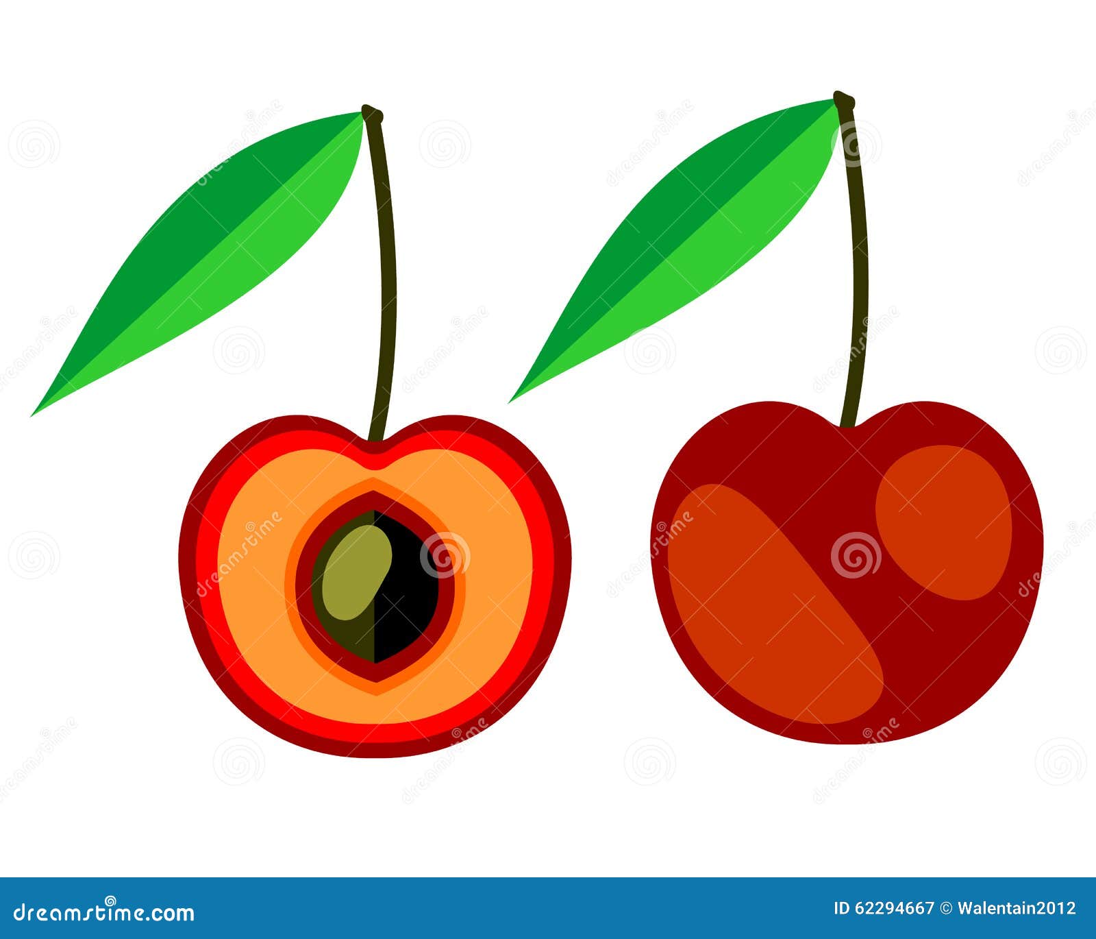 Vector Fruits Illustration. Detailed Icon Of Cherry, Whole And Half ...