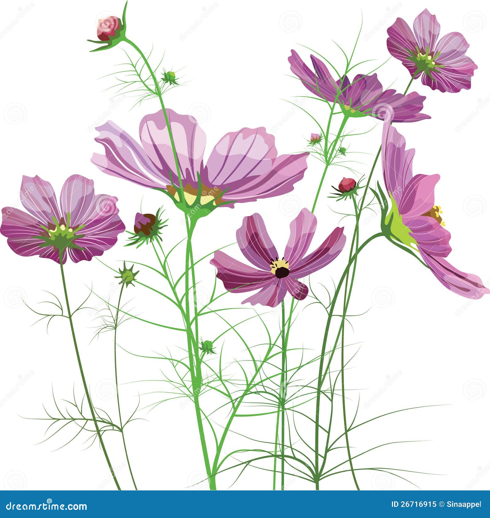  garden flowers, cosmos bipinnatus