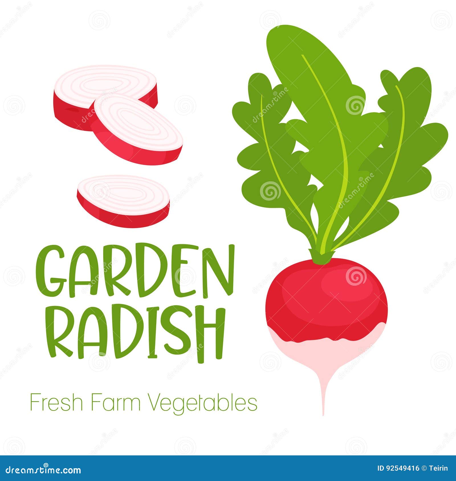 Vector Garden Radish Isolated On White Background Vegetable