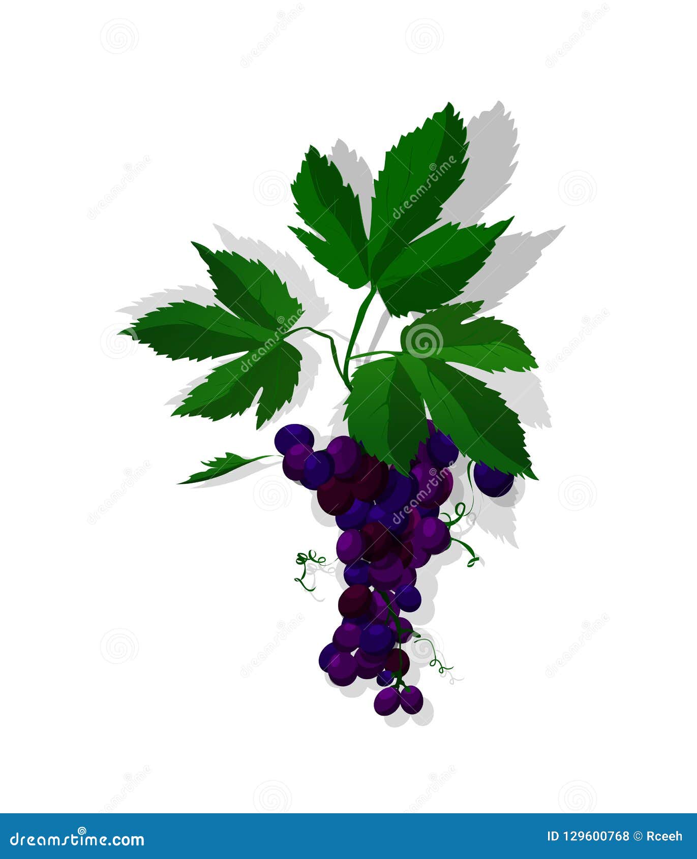 Red grapes stock vector. Illustration of grapes, emblem - 129600768