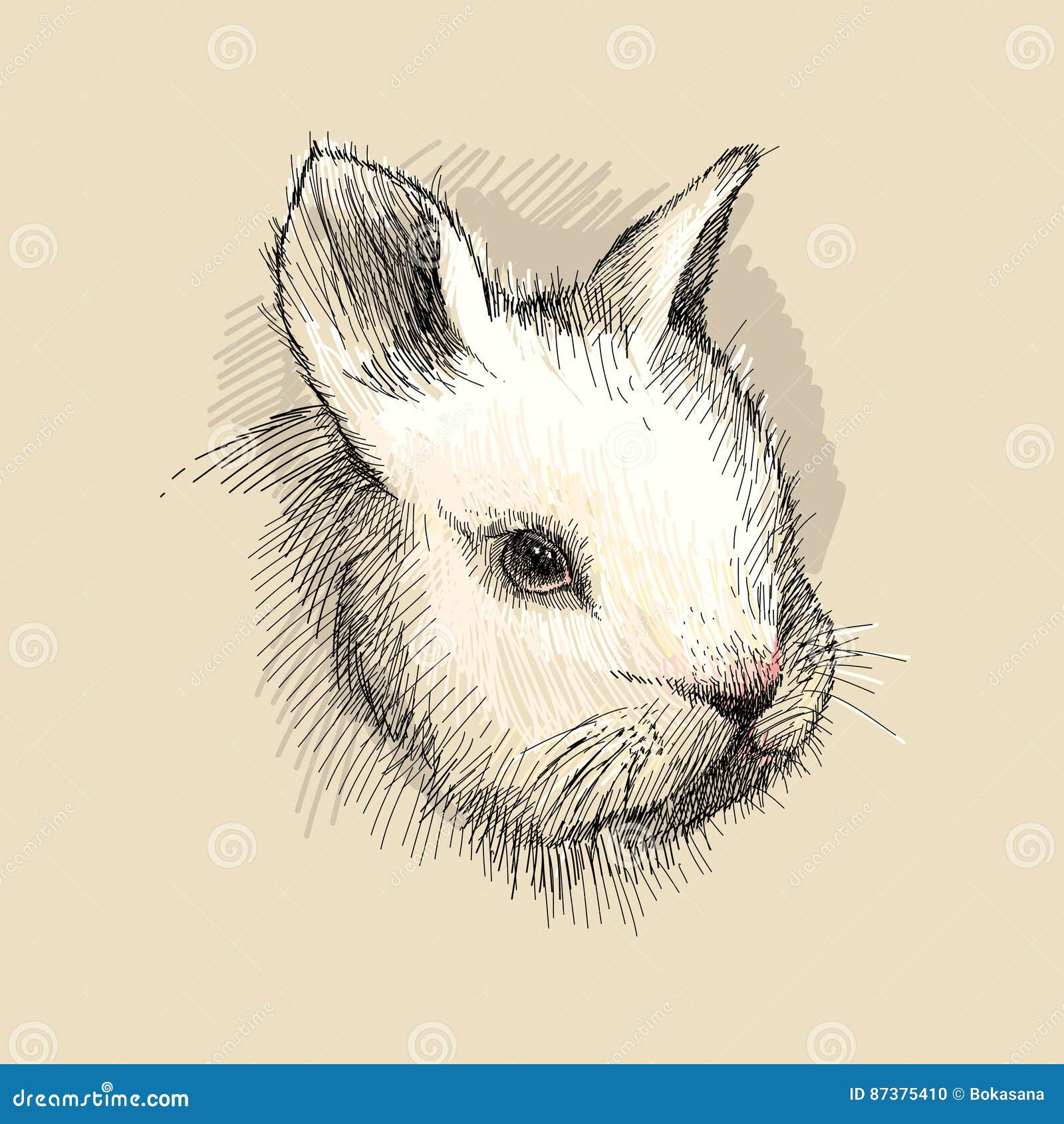 Picture bunny profile Runner Rabbit