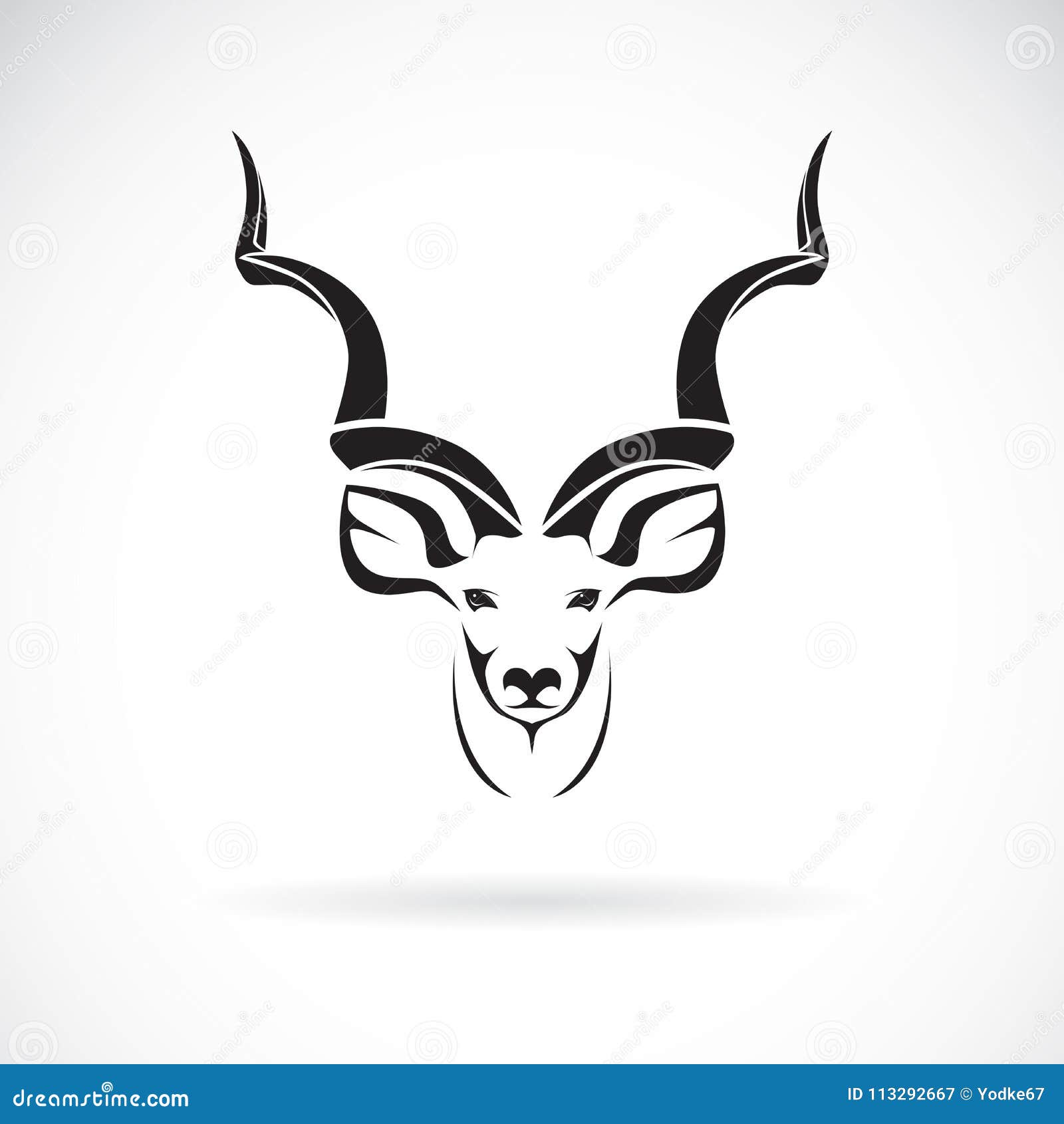  of greater kudu head  on white background,animal.