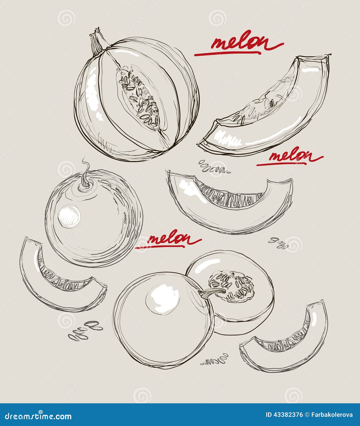 Vector Hand Drawing Juicy Melons Stock Illustration Illustration of