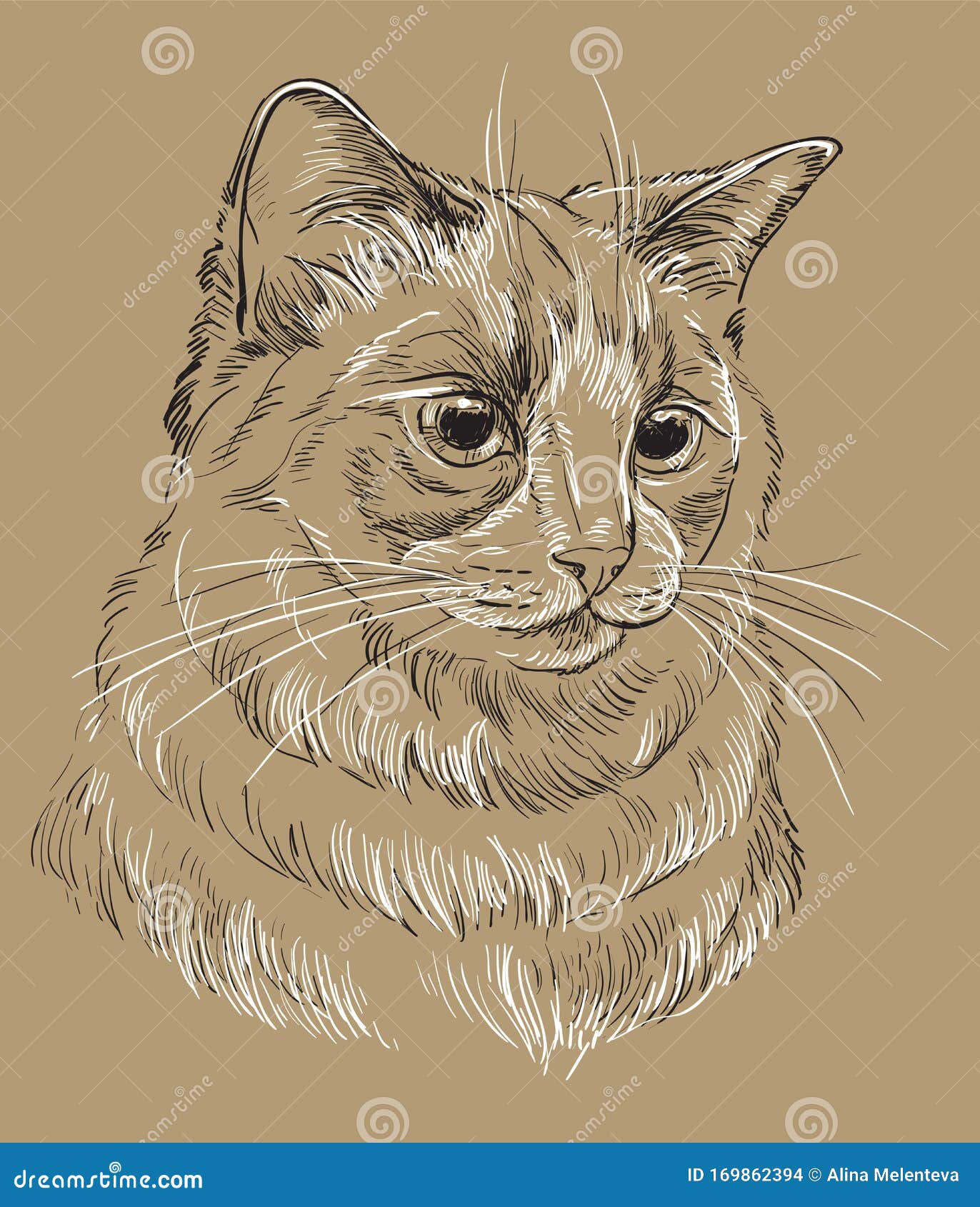 Brown Vector Cat Portrait 5 Stock Vector Illustration Of Beauty