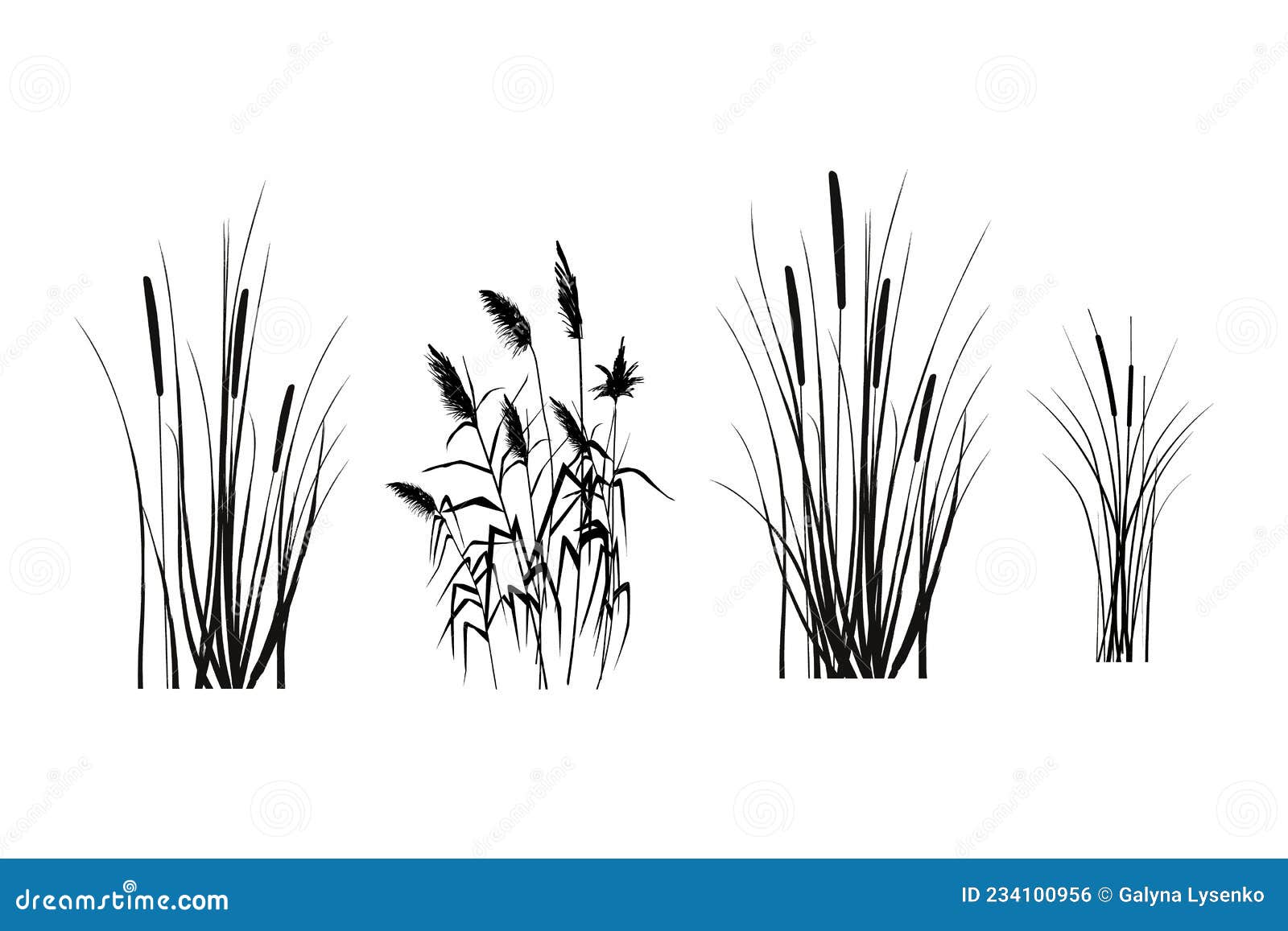 Vector Hand Drawing Sketch with Reeds. Stock Vector - Illustration of ...