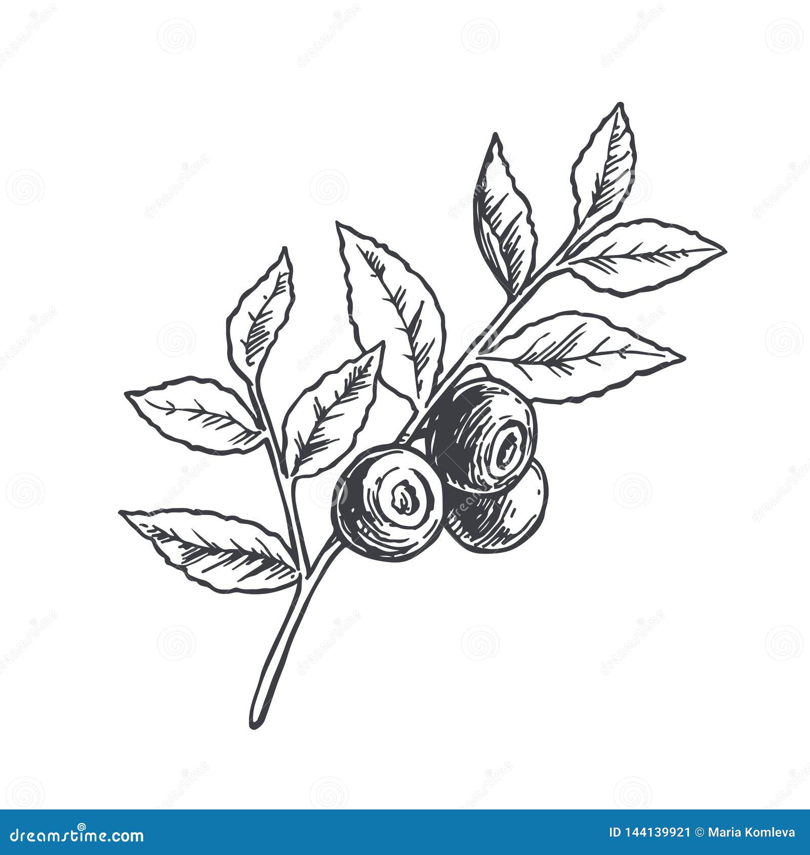 Drawing Blueberries png images  PNGWing