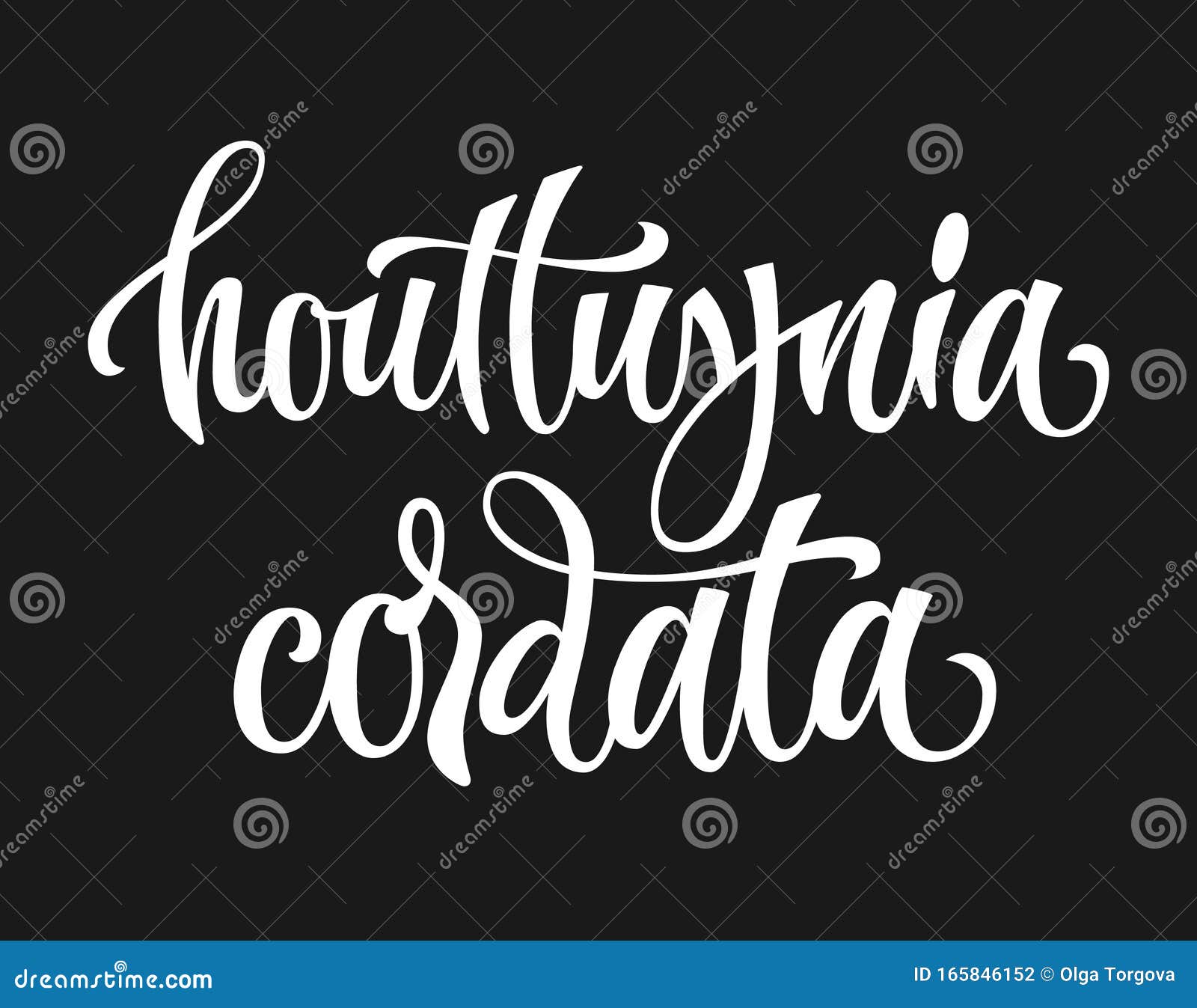  hand drawn calligraphy style lettering word - houttuynia cordata