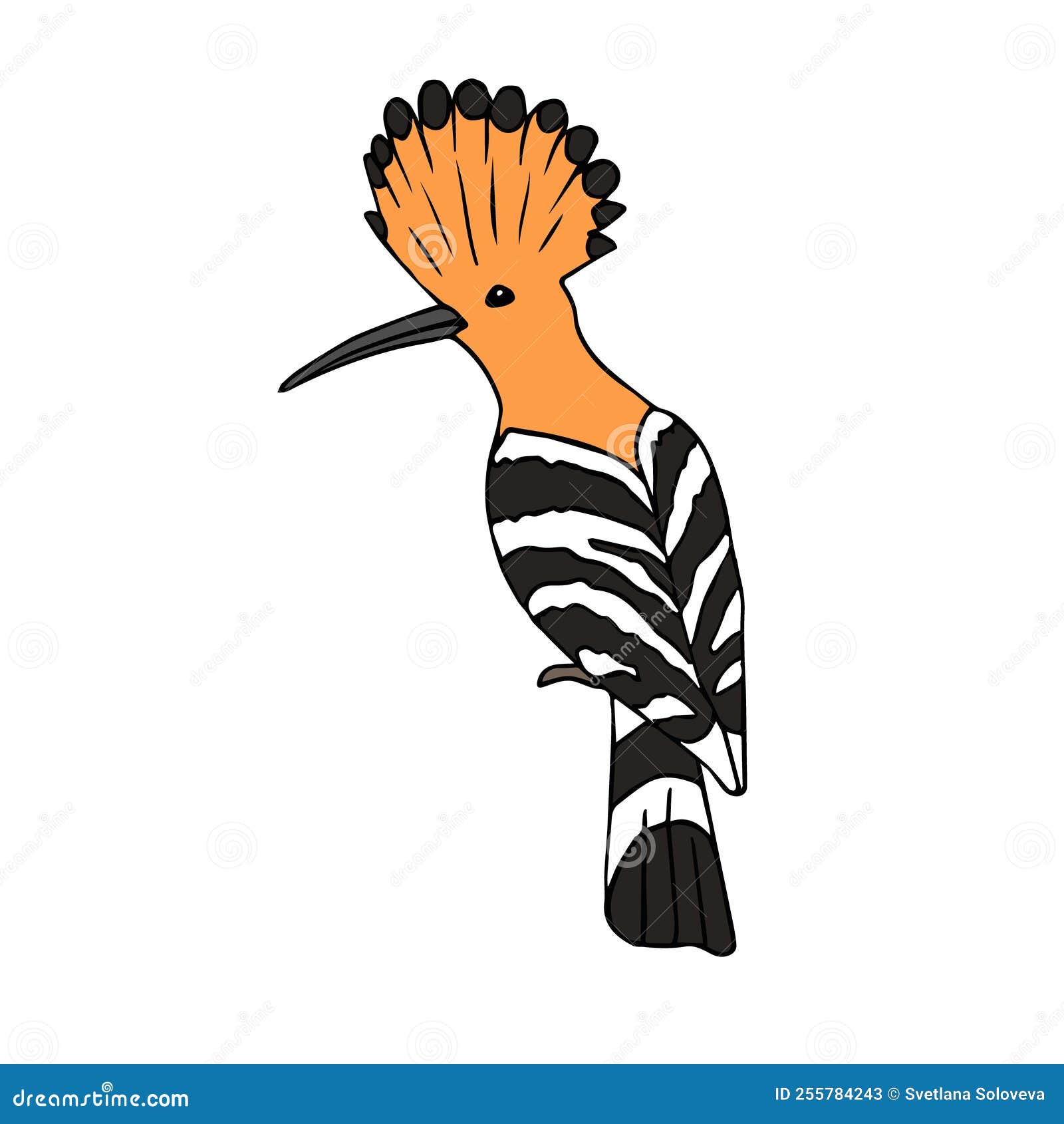 Vector Hand Drawn Colored Hoopoe Bird Stock Vector Illustration of