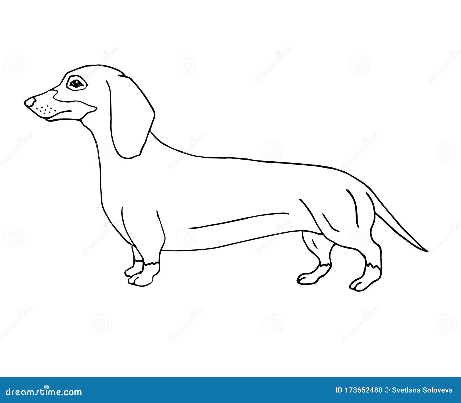 dachshund doodle