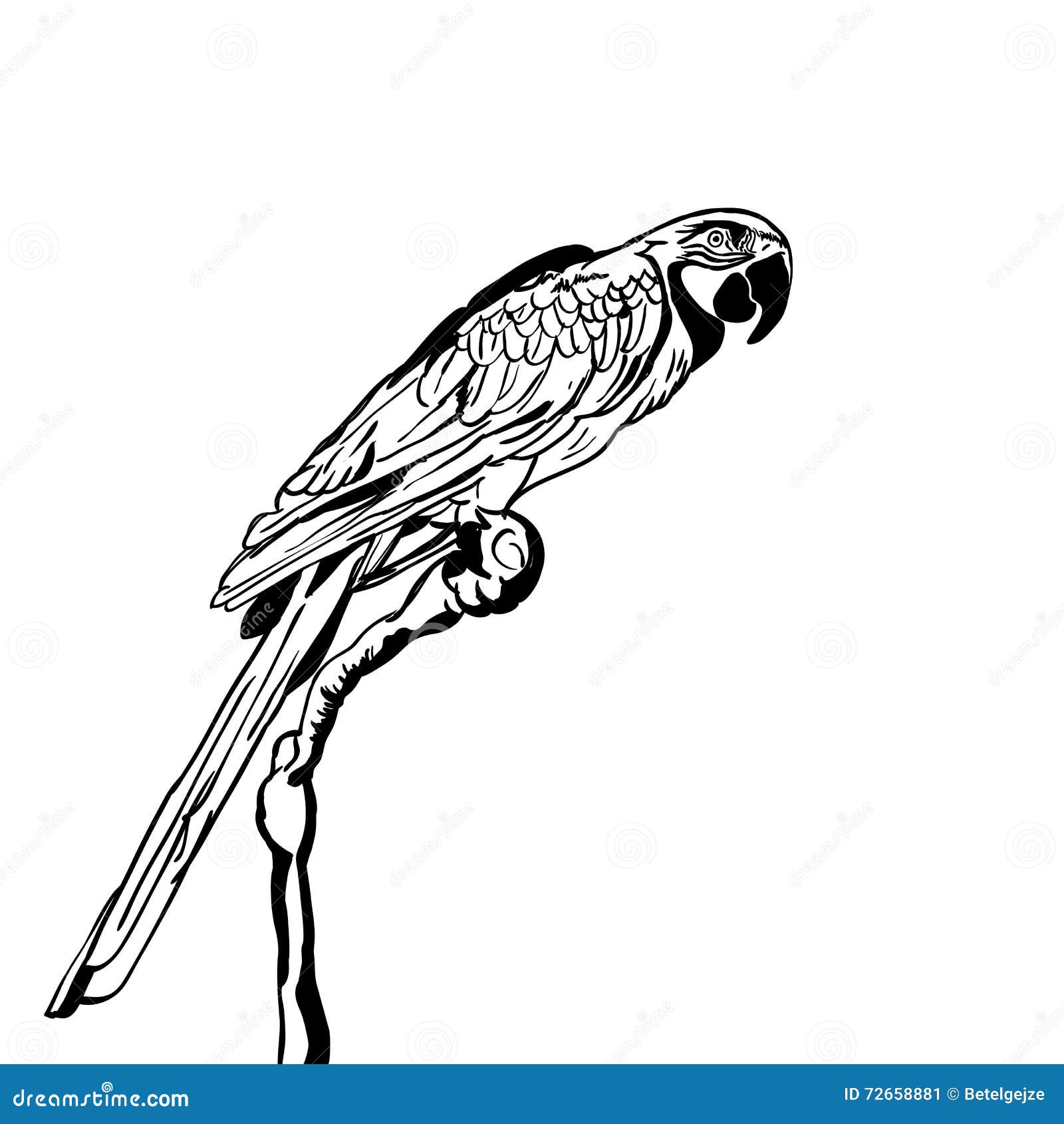 Vector Hand Drawn Illustration of Tropical Parrot Bird. Isolated ...